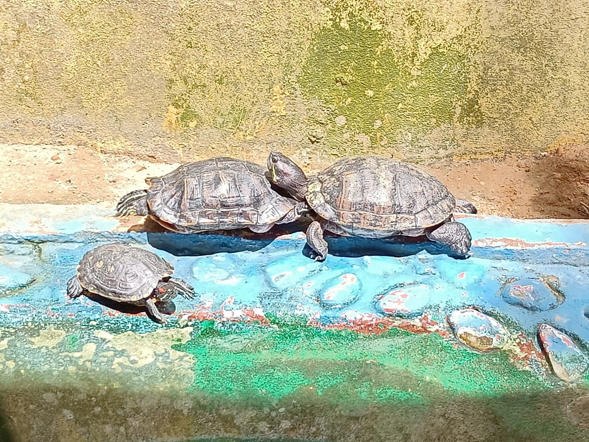 Langkawi Wildlife Park - სურათი 19
