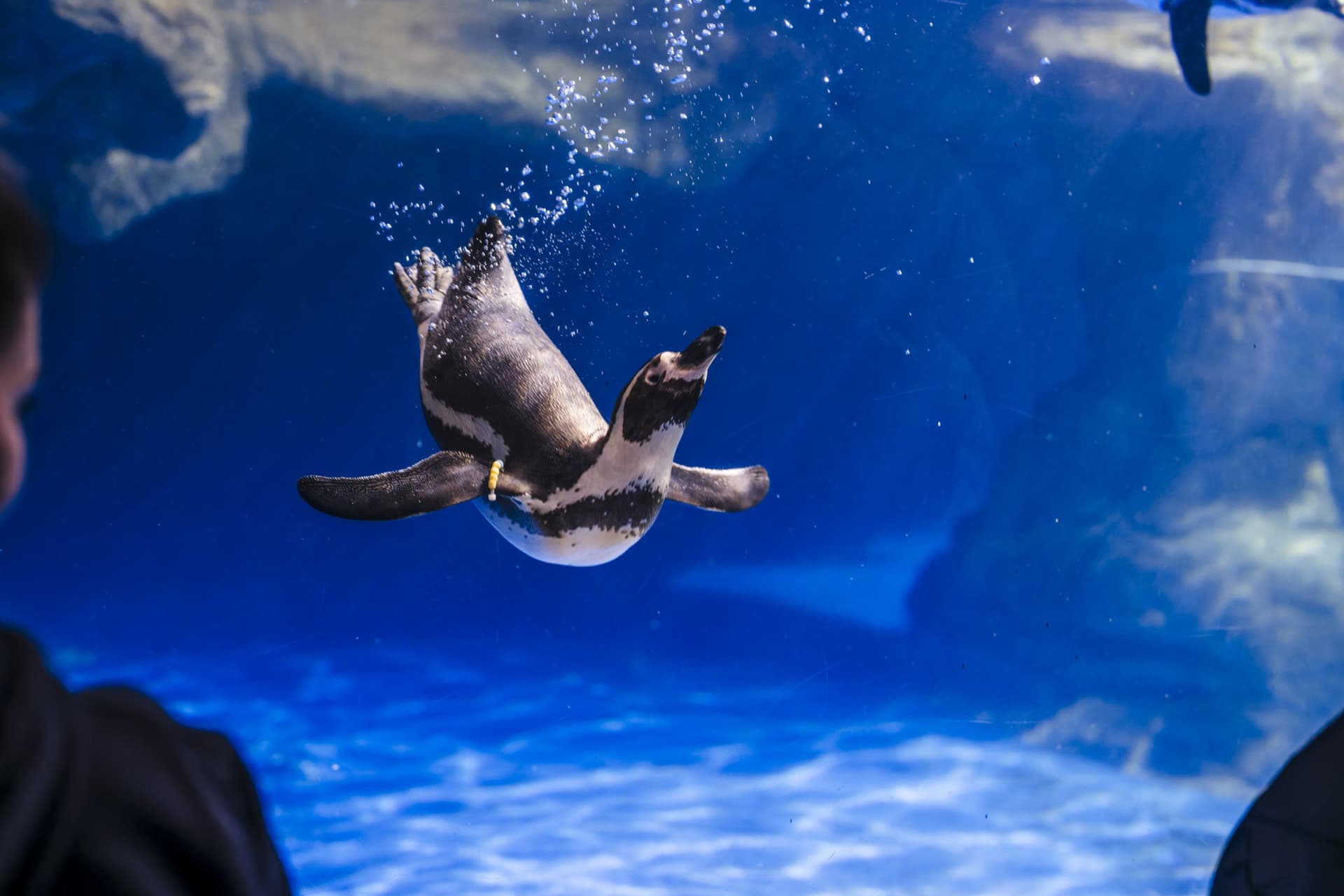 Barcelona Aquarium Ticket - სურათი 6