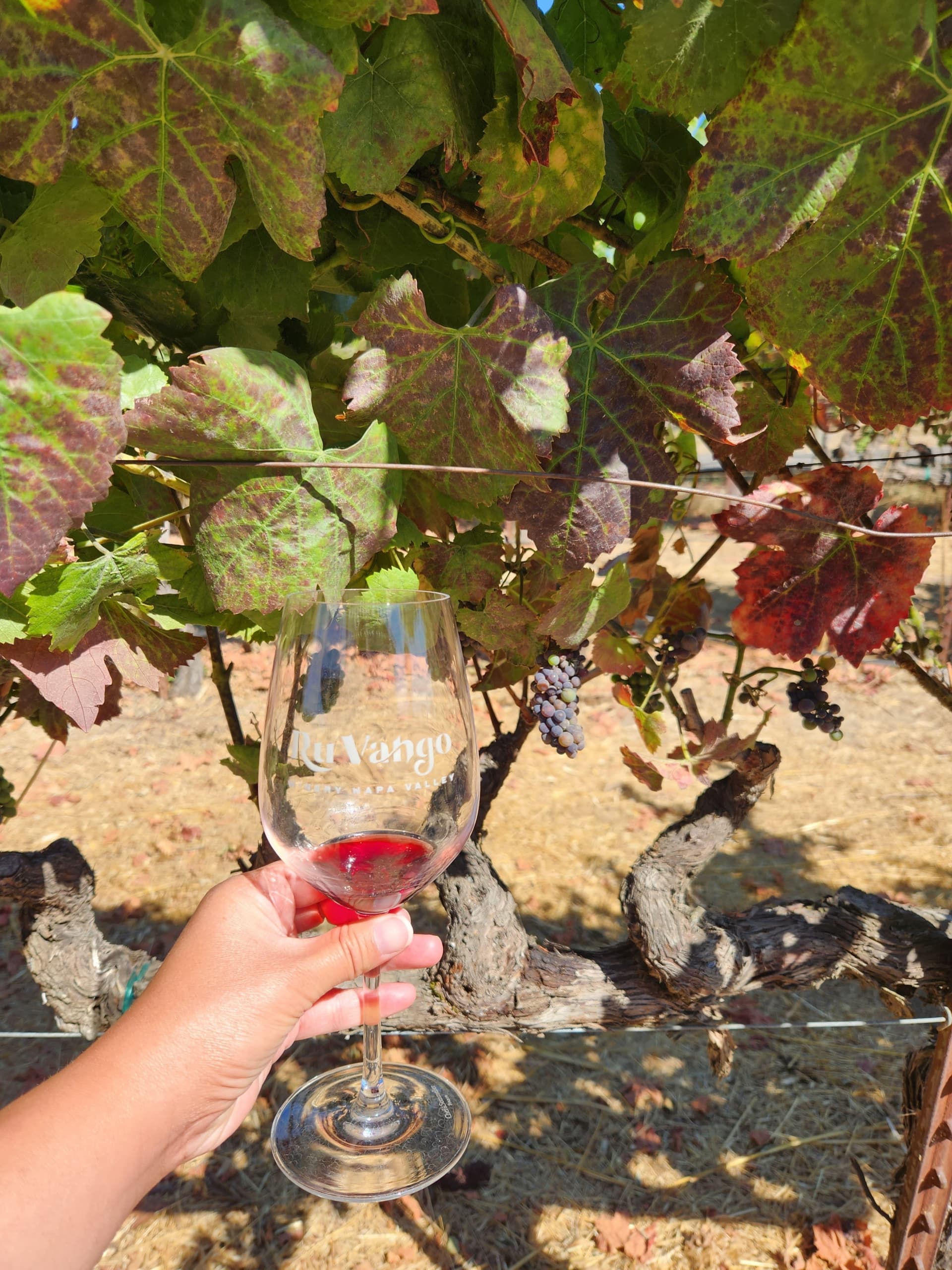 Napa and Sonoma Valley Wine Tasting Tour from San Francisco - მთავარი სურათი
