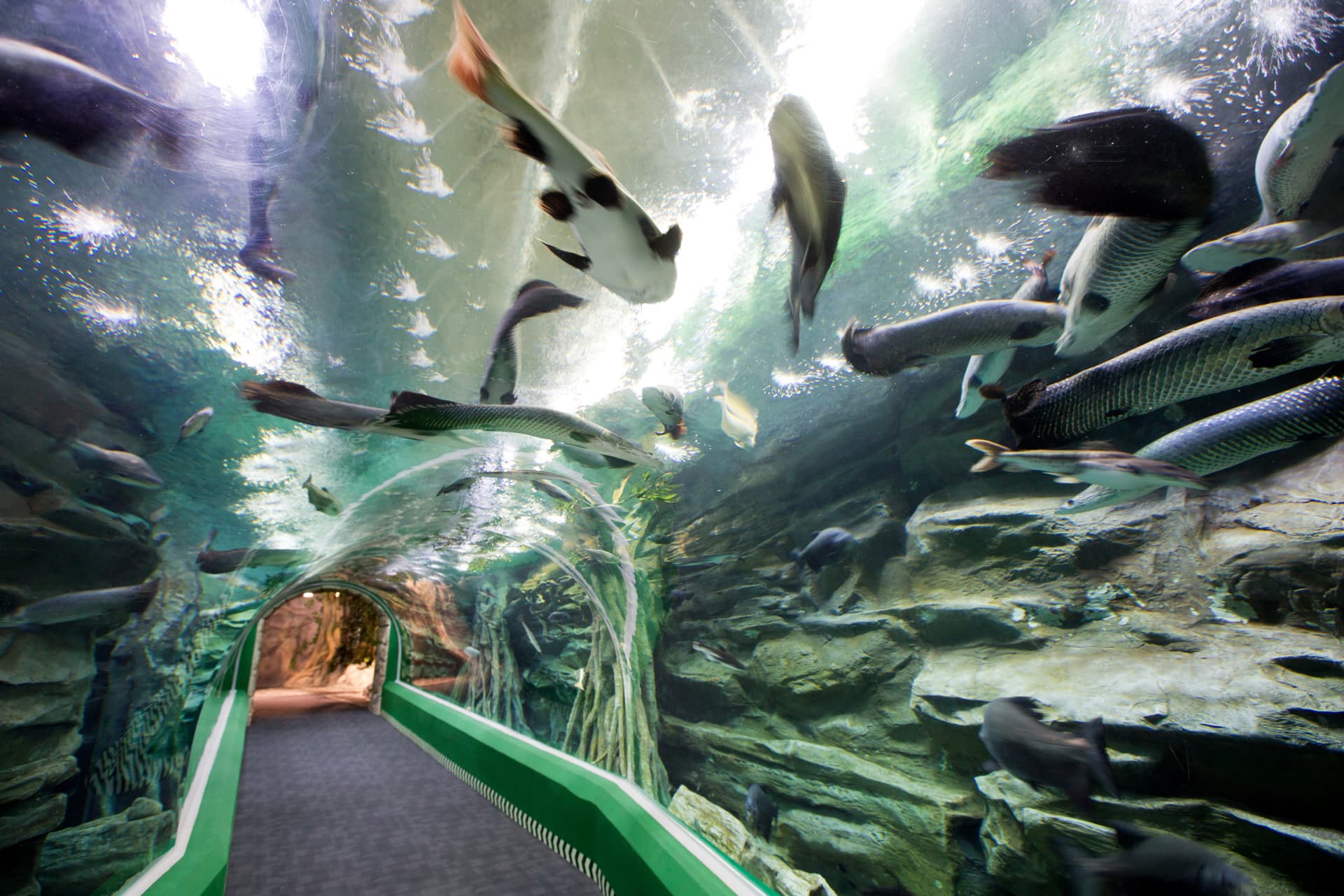COMBO: Lotte World Adventure Seoul + Lotte World Aquarium + Seoul Sky Observatory Tickets - სურათი 11