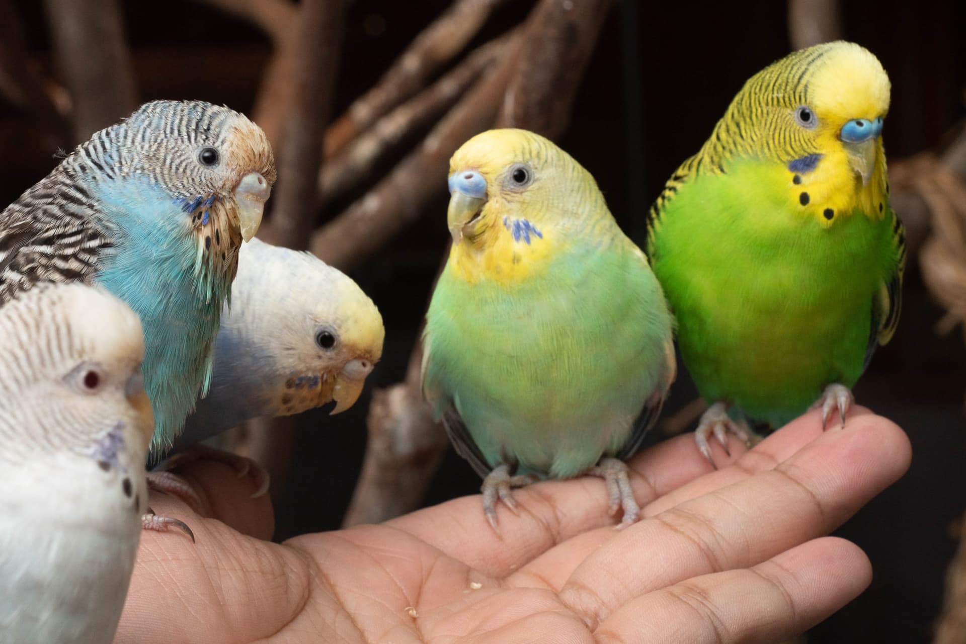 Just Farm Indoor Zoo Kuala Lumpur  (Previously Known As Just Pets Megastore) - სურათი 14