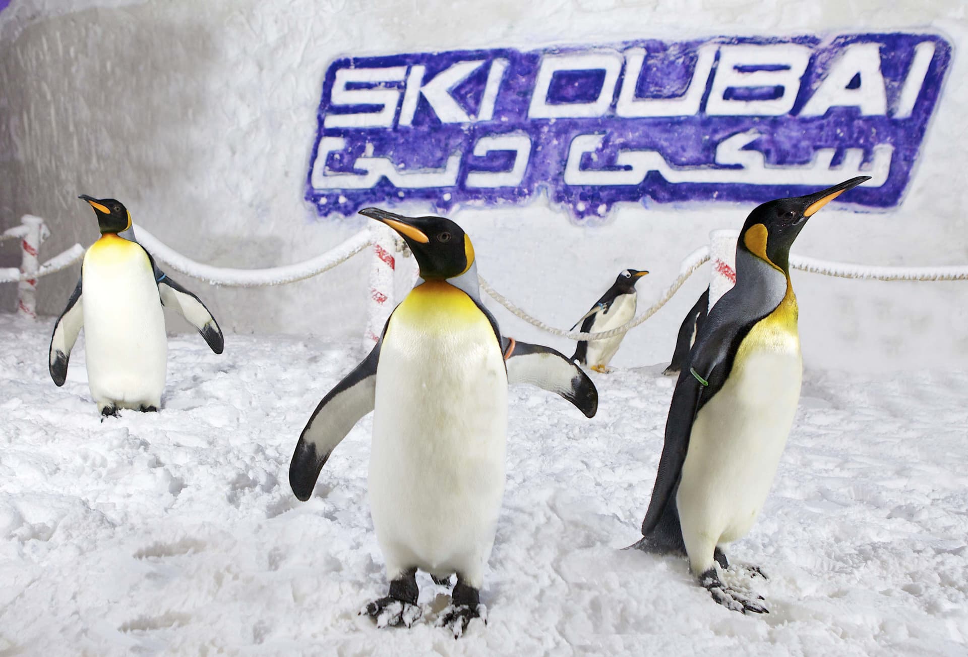Go City Dubai All-Inclusive Pass: Save up to 50% on Attractions - სურათი 5