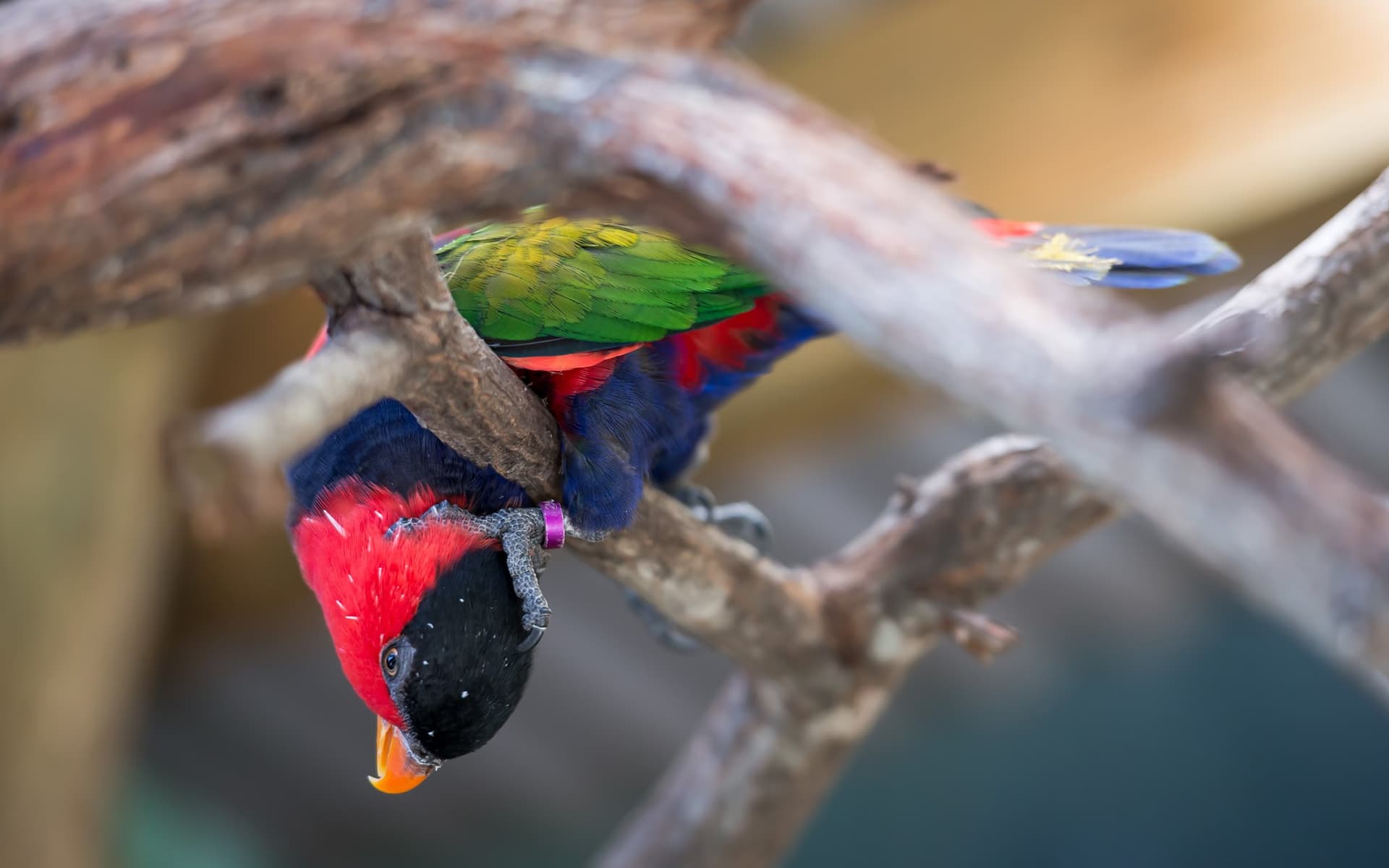 Birdworld Kuranda - სურათი 3