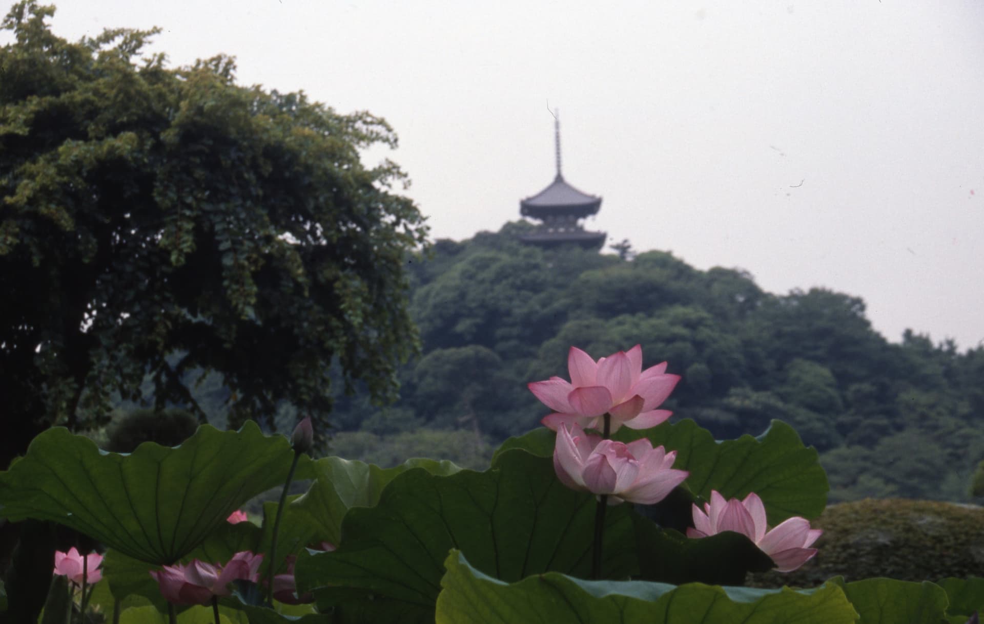 Sankeien Garden Ticket - მთავარი სურათი