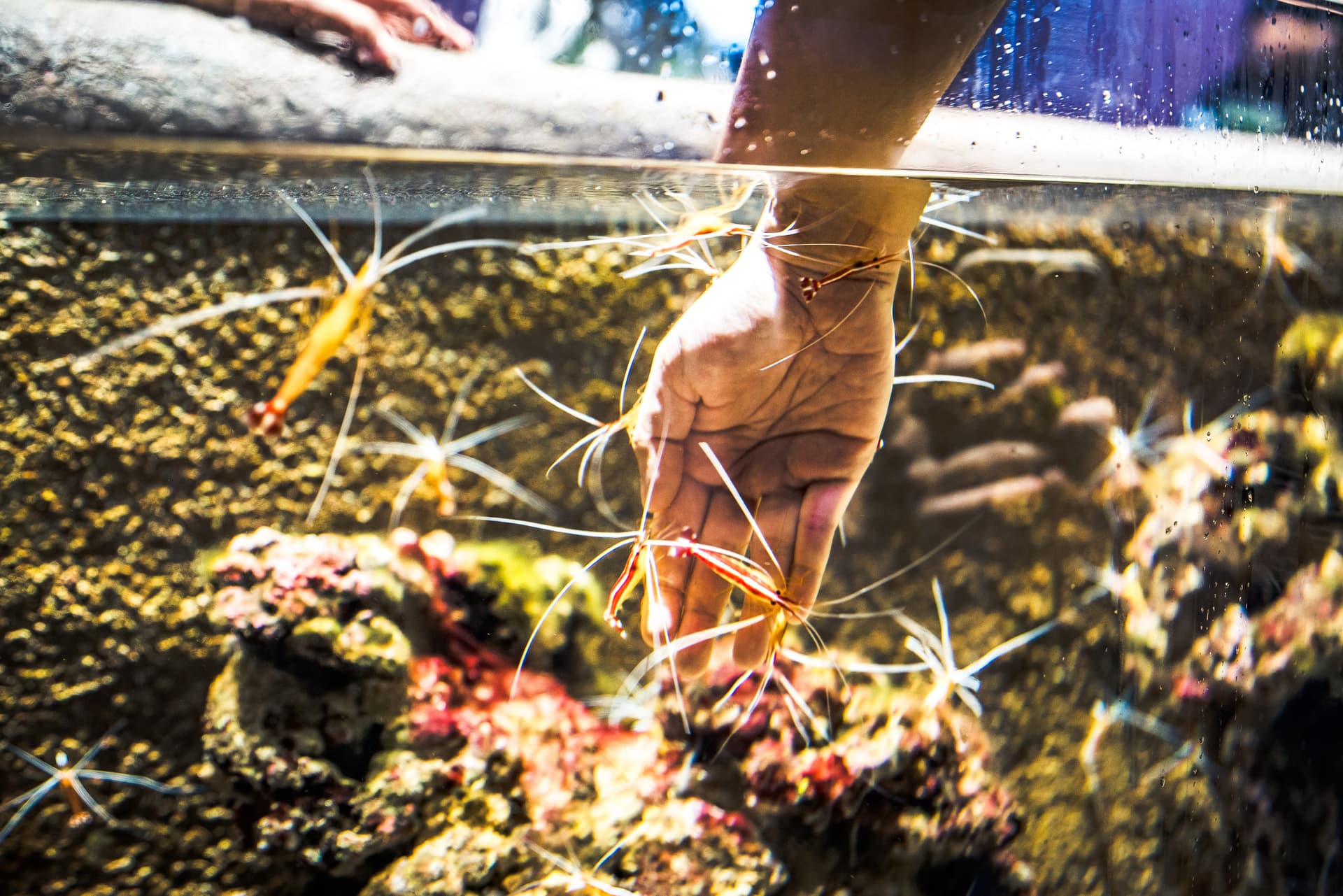Singapore Oceanarium Ticket - სურათი 12