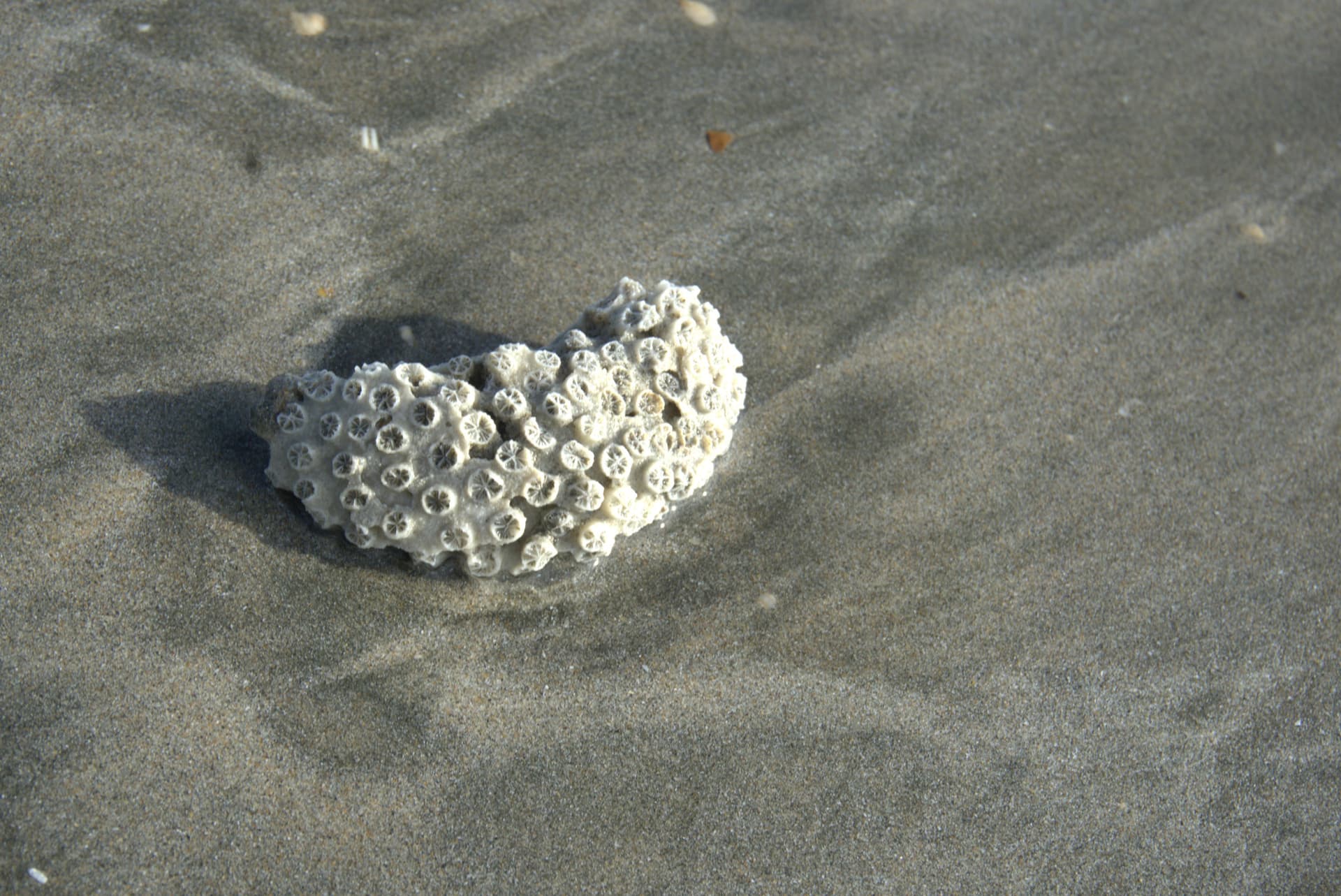 Desaru Beach and Tide Pool Walk - სურათი 21