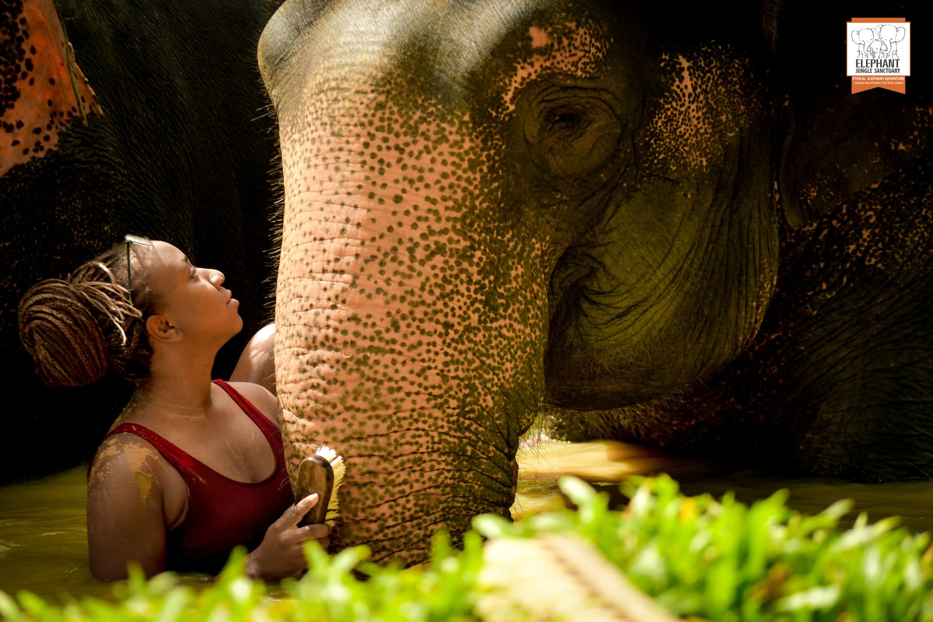 Elephant Jungle Sanctuary Phuket - სურათი 18
