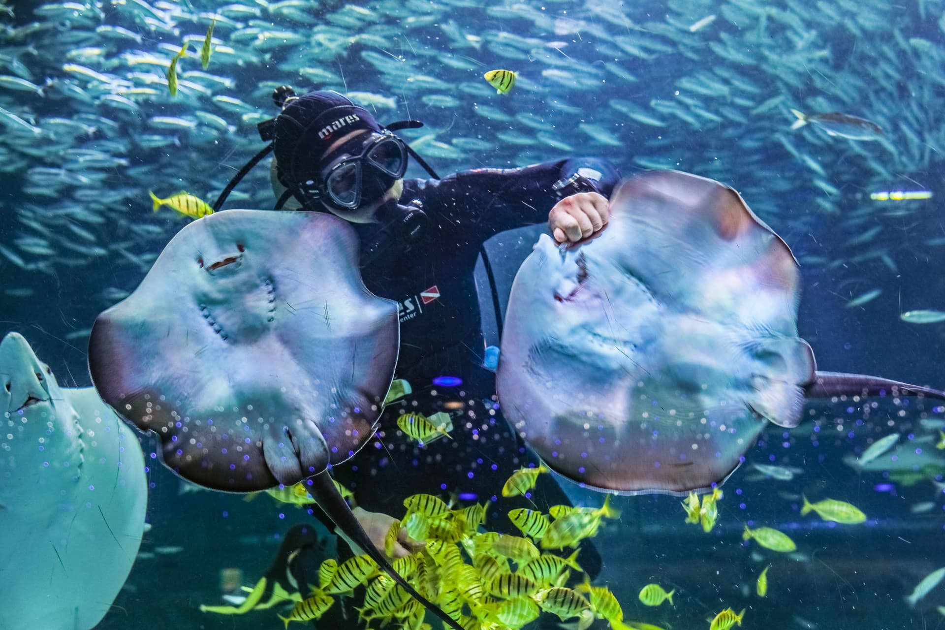 SEA LIFE COEX, Seoul Aquarium Ticket - სურათი 7