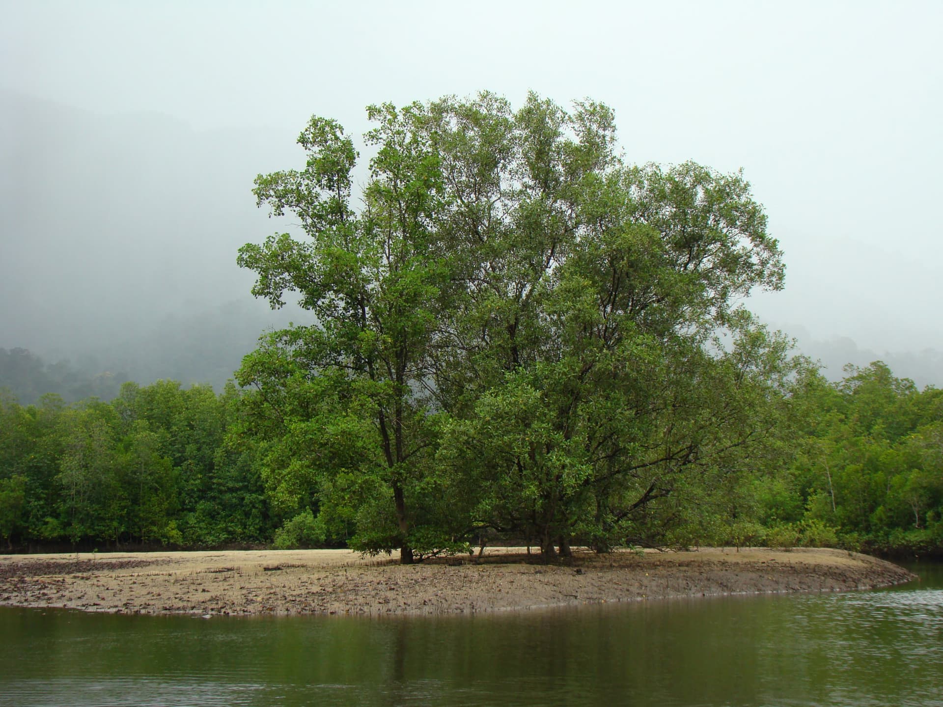 Langkawi Mangrove River Cruise and Snorkeling - სურათი 5