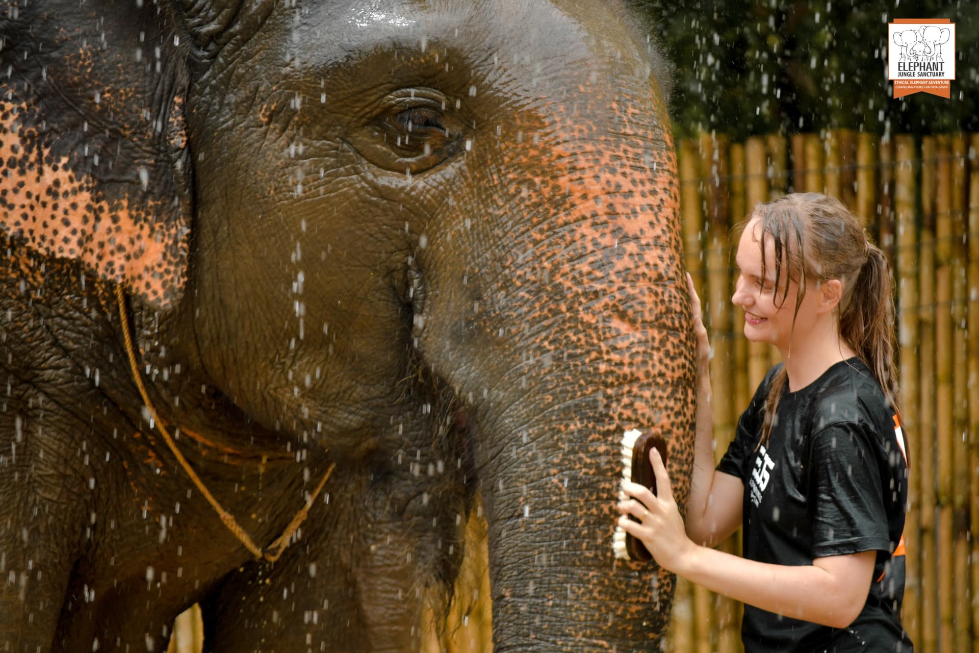 Elephant Jungle Sanctuary Phuket - სურათი 14