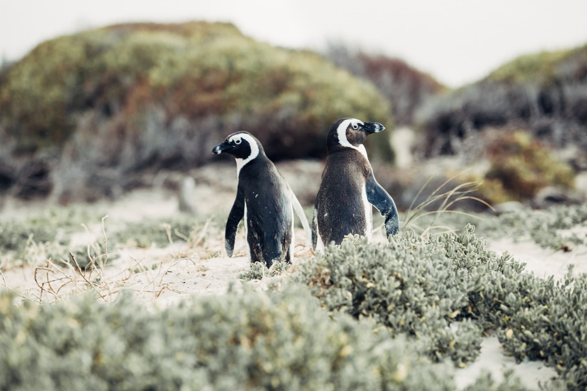 Phillip Island Nature Parks - Penguin Parade Ticket - სურათი 5