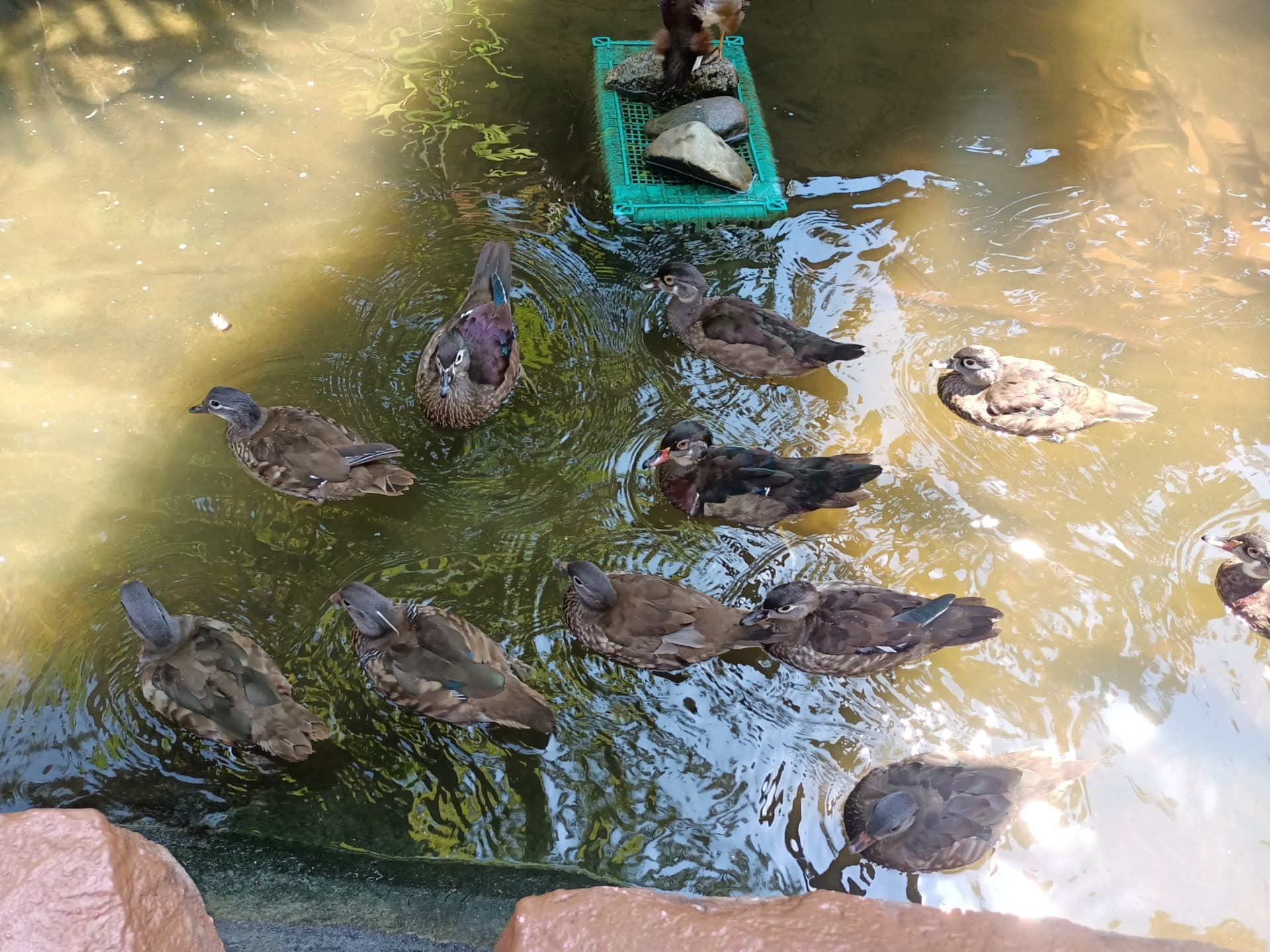 Langkawi Wildlife Park - სურათი 21