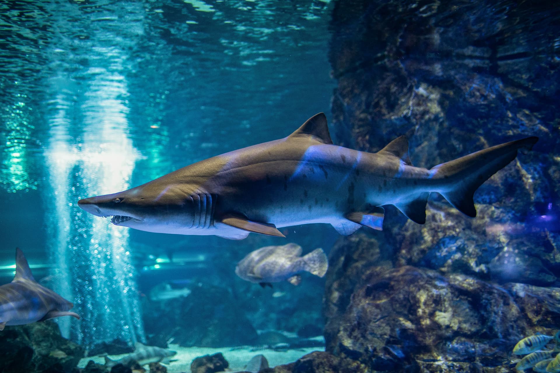 SEA LIFE COEX, Seoul Aquarium Ticket - სურათი 12
