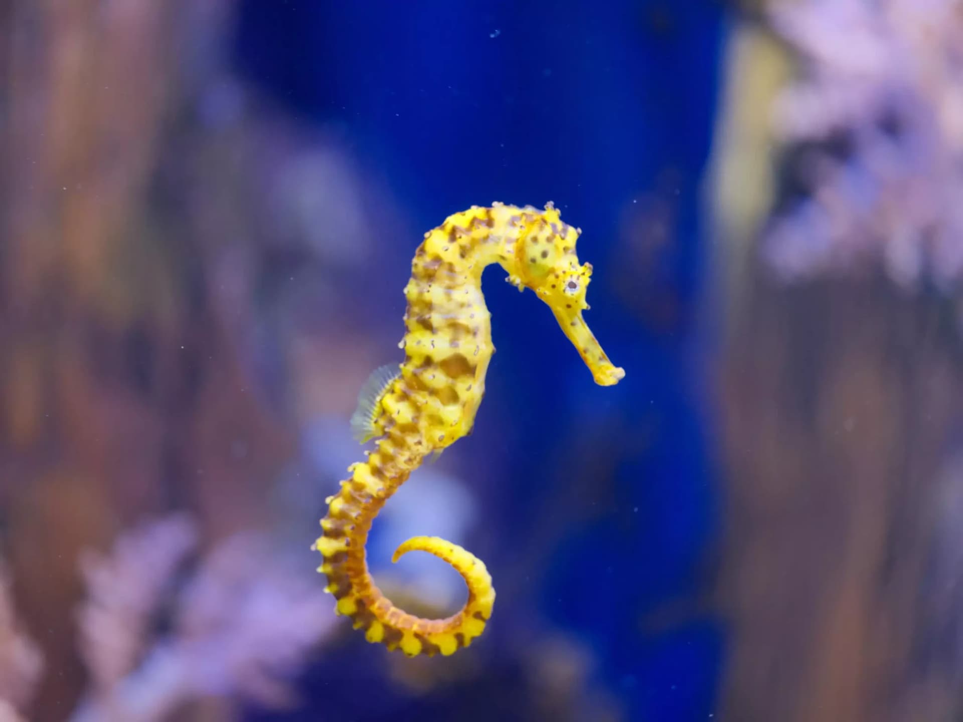 Marine Safari Bali Ticket - სურათი 6