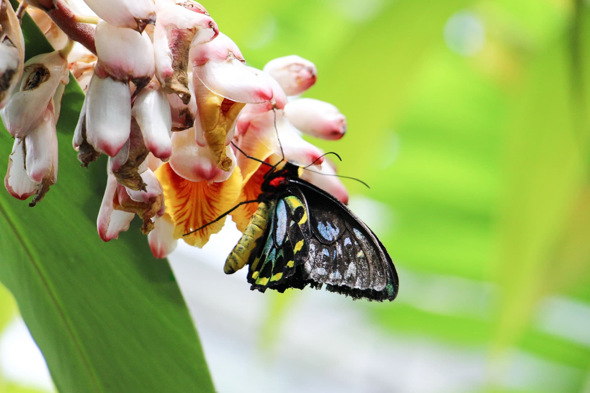 Australian Butterfly Sanctuary - სურათი 3