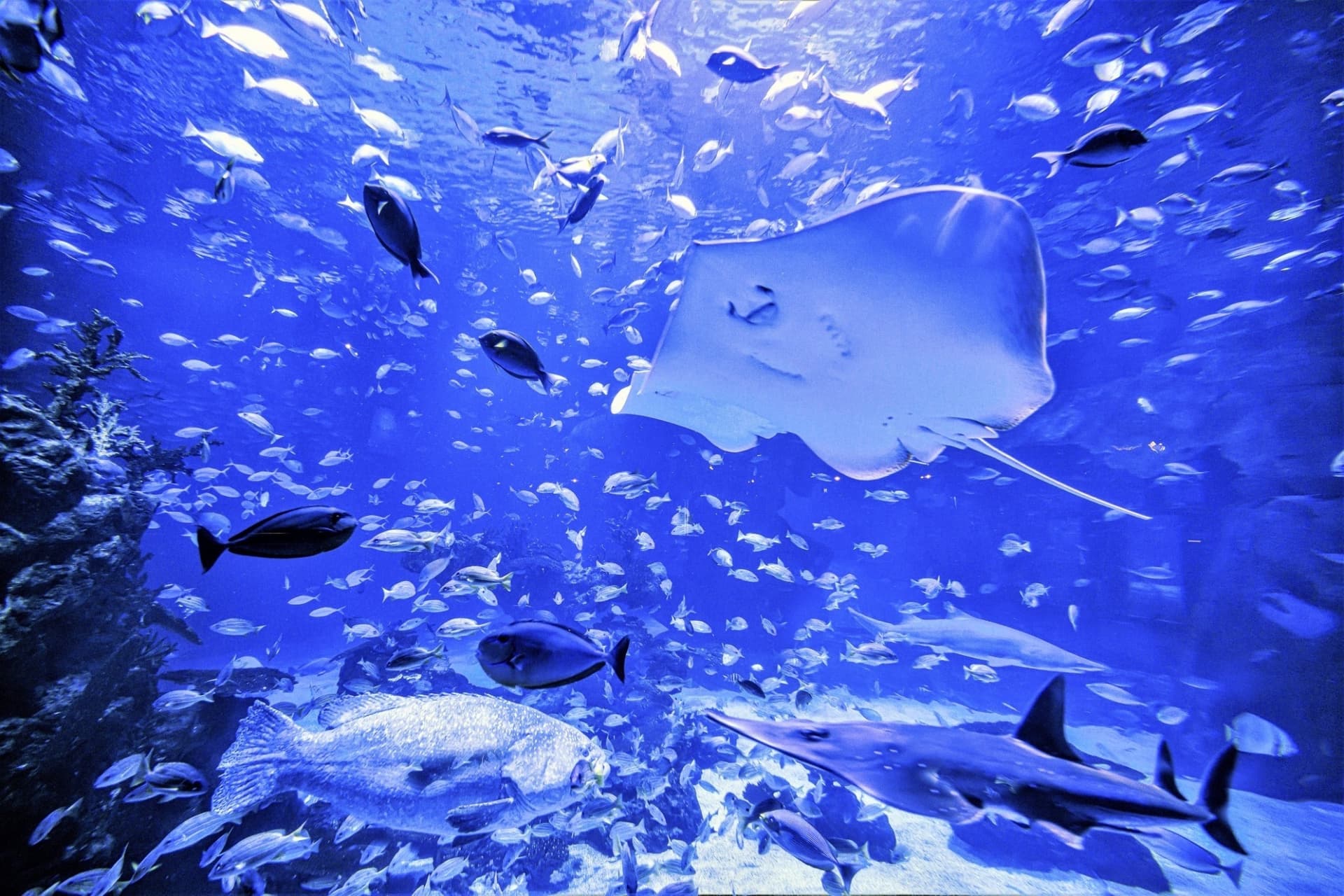 Aquaria Phuket - სურათი 23