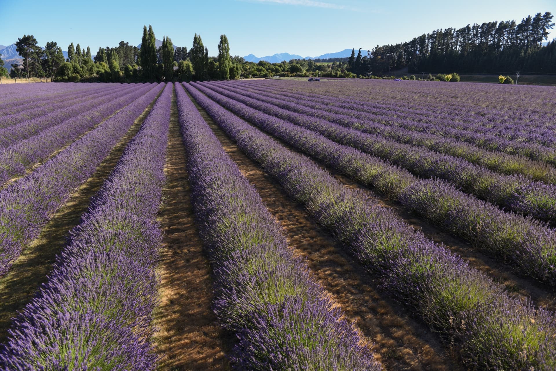 Wanaka Lavender Farm Ticket - სურათი 5