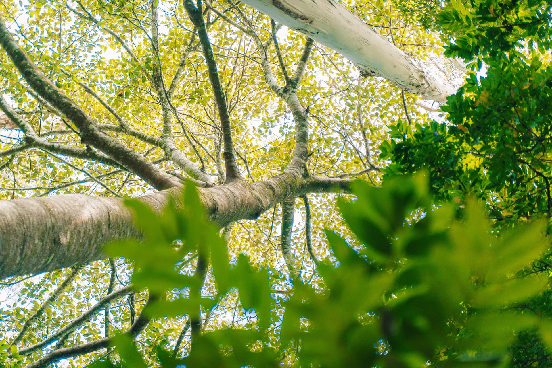 Tamborine Mountain Guided Walk and Wine Tasting Tour - სურათი 8