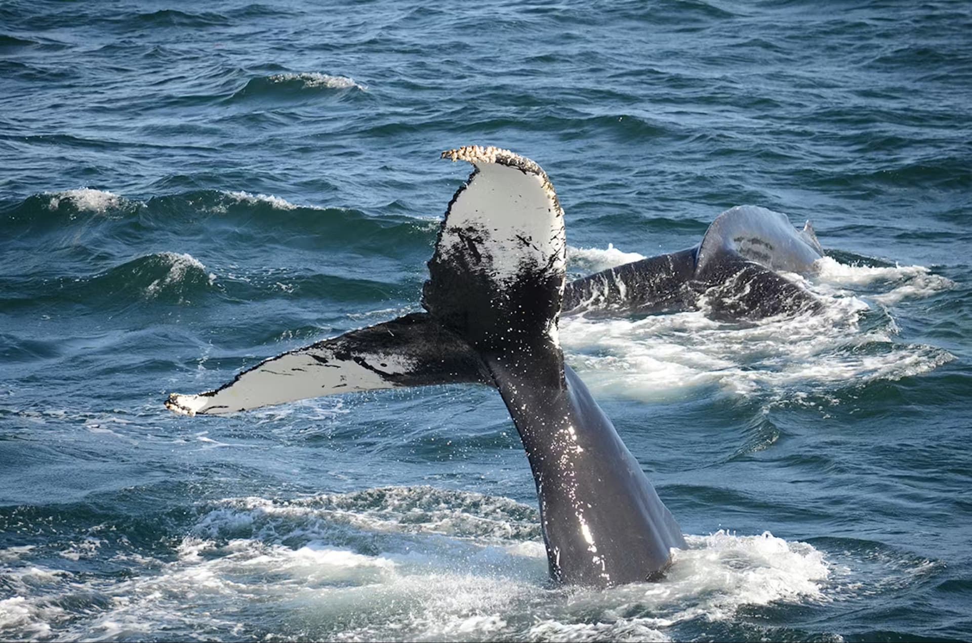 Boston Harbor Whale Watch Cruise - სურათი 4