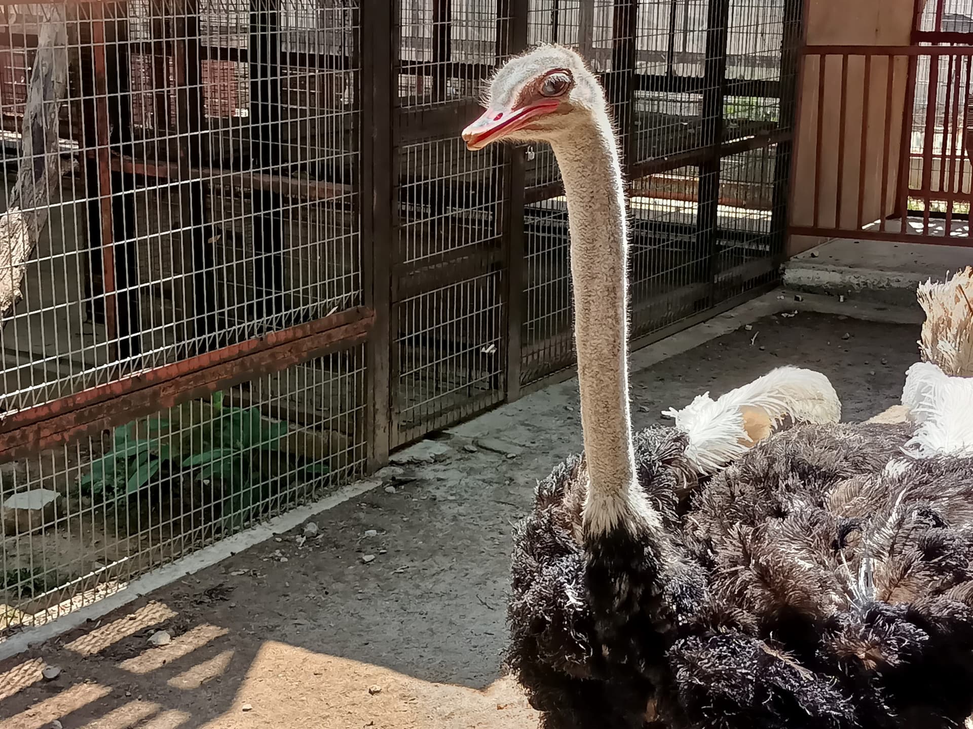 Langkawi Wildlife Park - სურათი 16