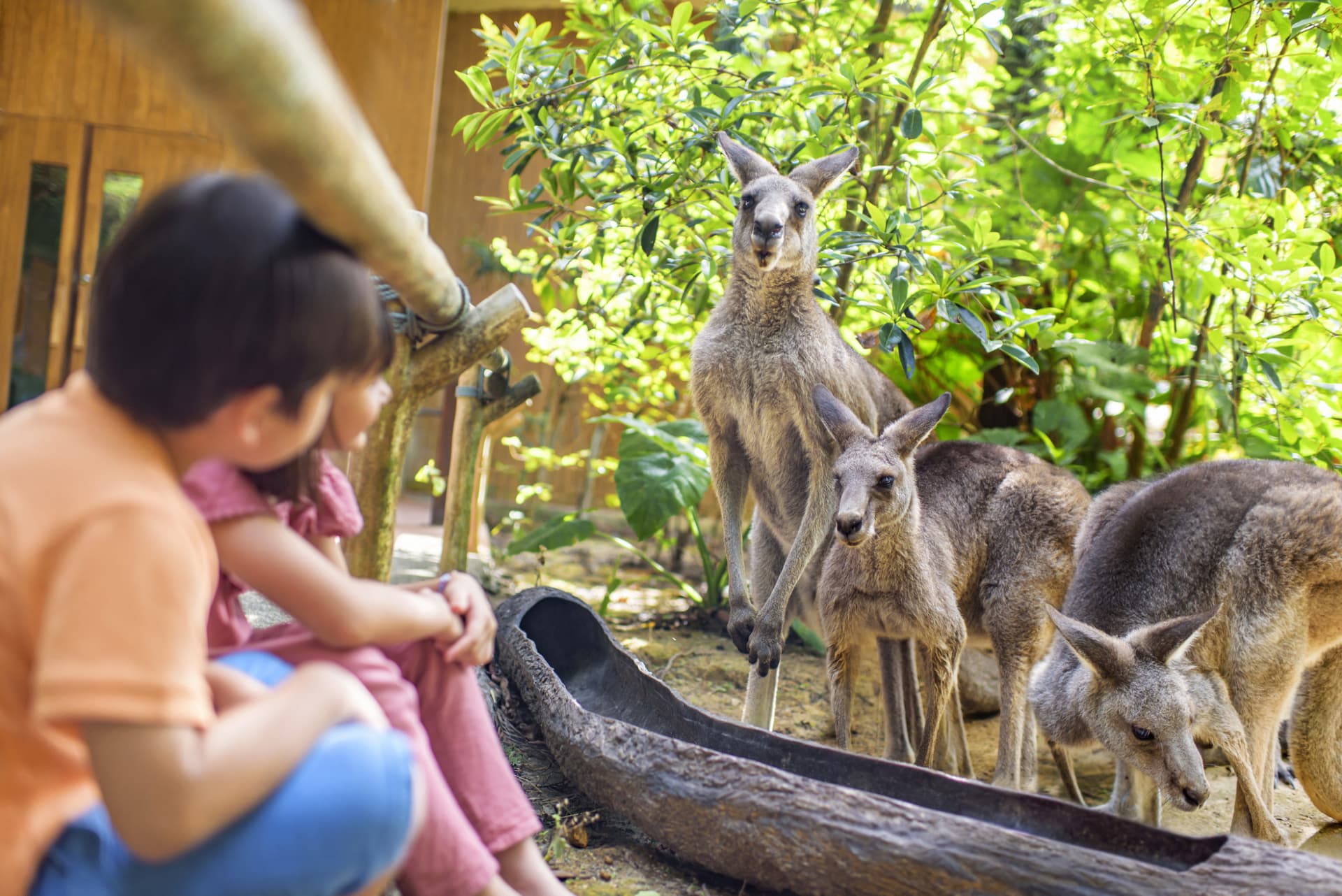COMBO: Singapore Zoo + River Wonders Ticket - სურათი 3