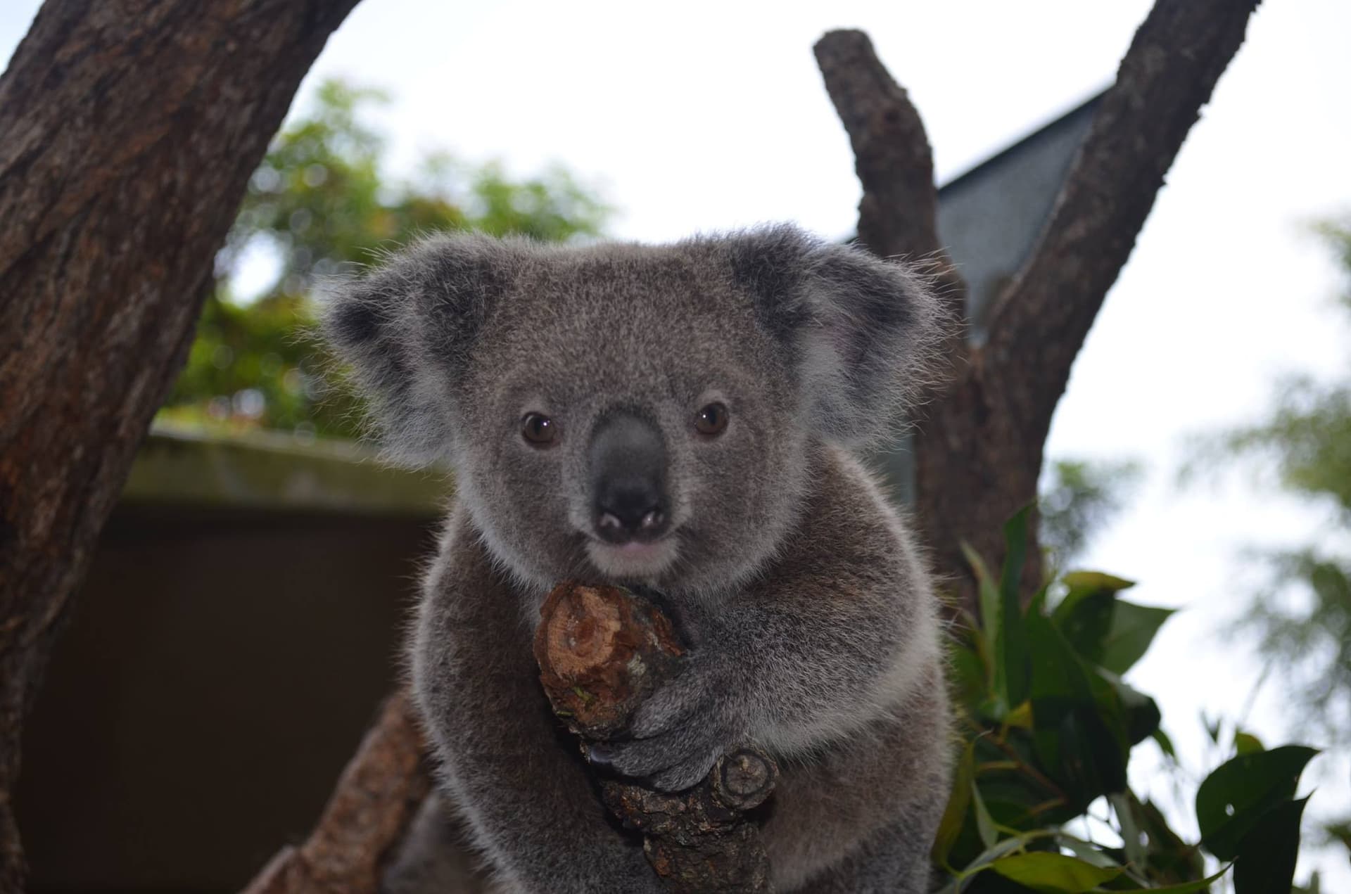 Kuranda Koala Gardens - მთავარი სურათი