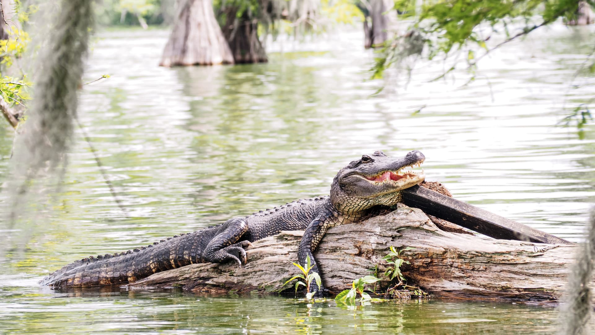 Go City New Orleans All-Inclusive Pass: Save up to 50% on Attractions - სურათი 15