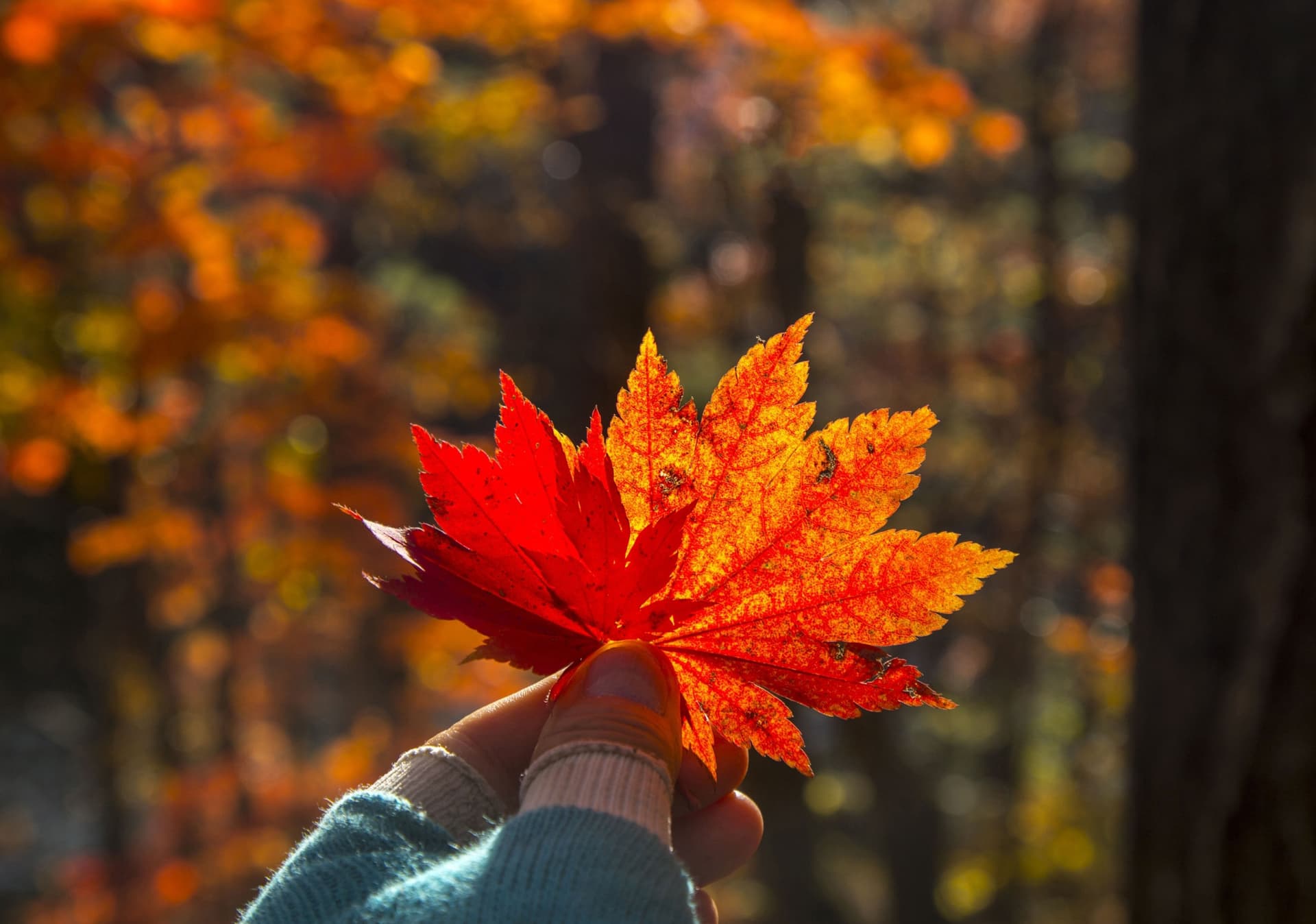Mt. Seorak National Park Autumn Foliage One Day Tour from Seoul - სურათი 6