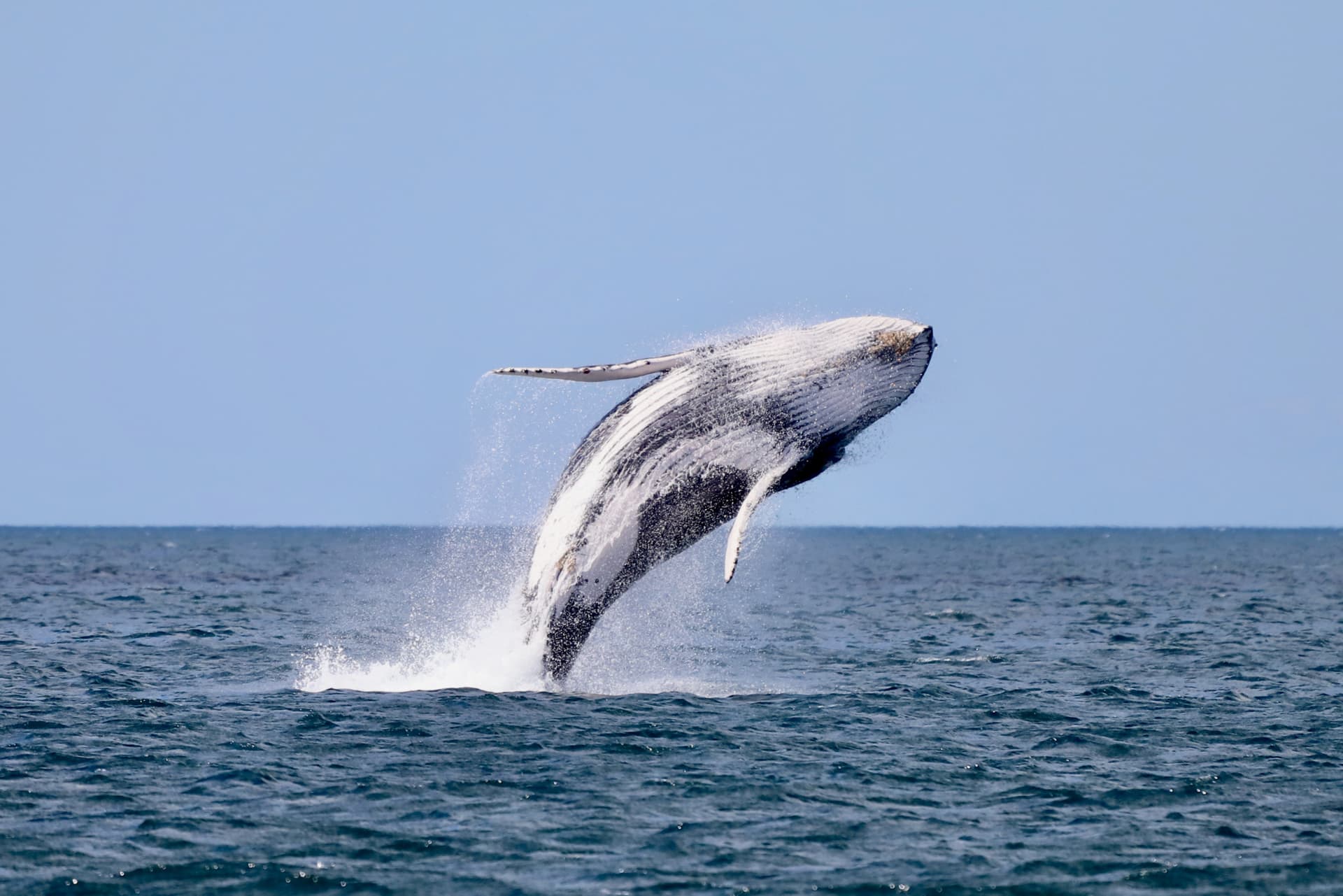 Newcastle Whale Watching Cruise aboard CoastXP - სურათი 6