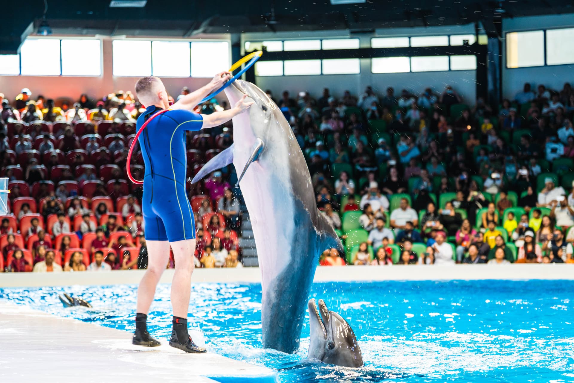 Dubai Dolphinarium Ticket - სურათი 5