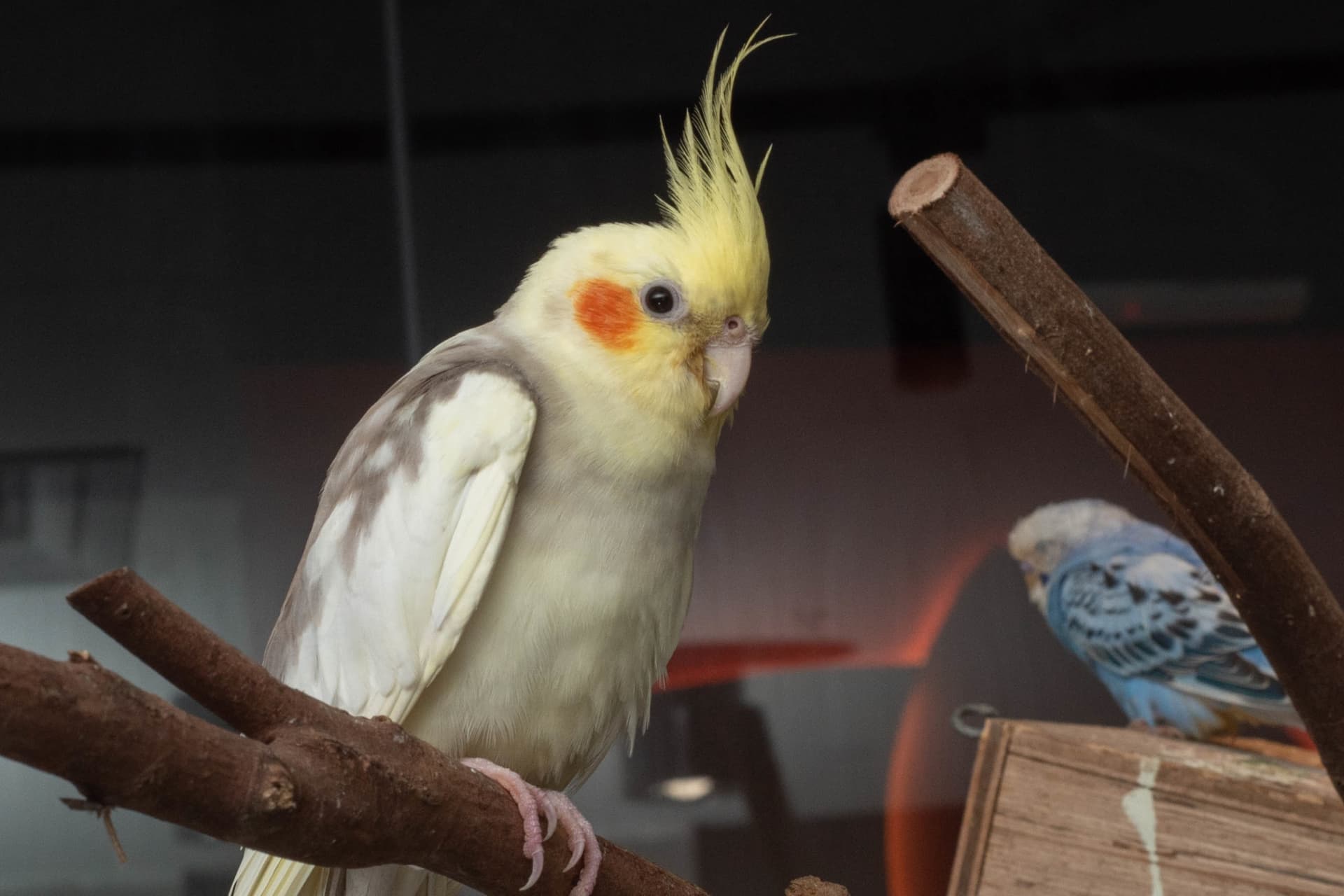 Just Farm Indoor Zoo Kuala Lumpur  (Previously Known As Just Pets Megastore) - სურათი 16