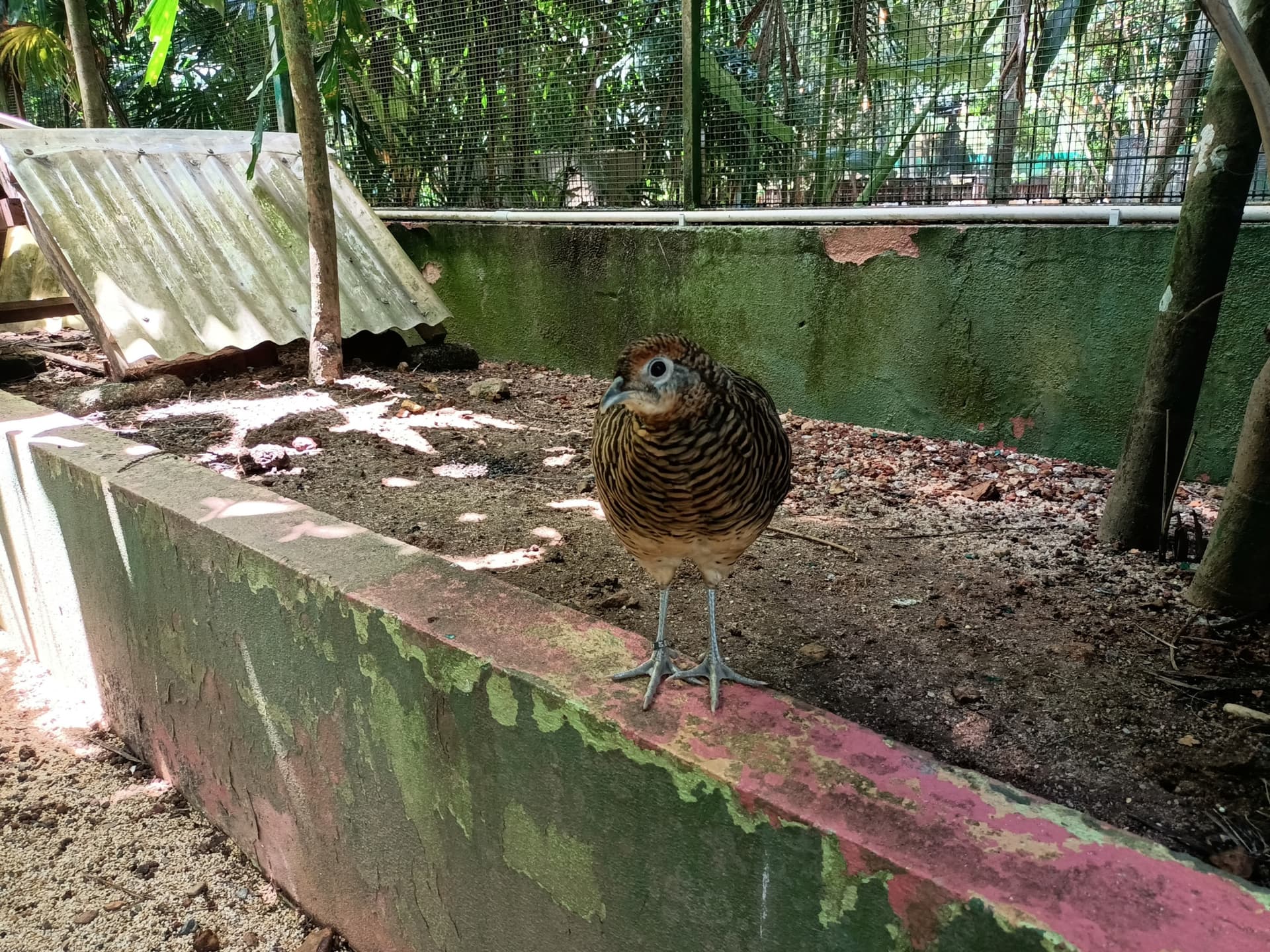 Langkawi Wildlife Park - სურათი 11
