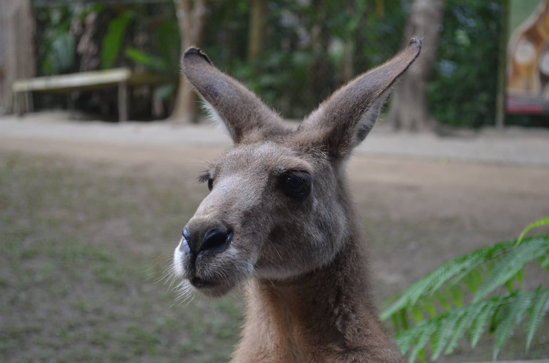 Kuranda Koala Gardens - სურათი 2