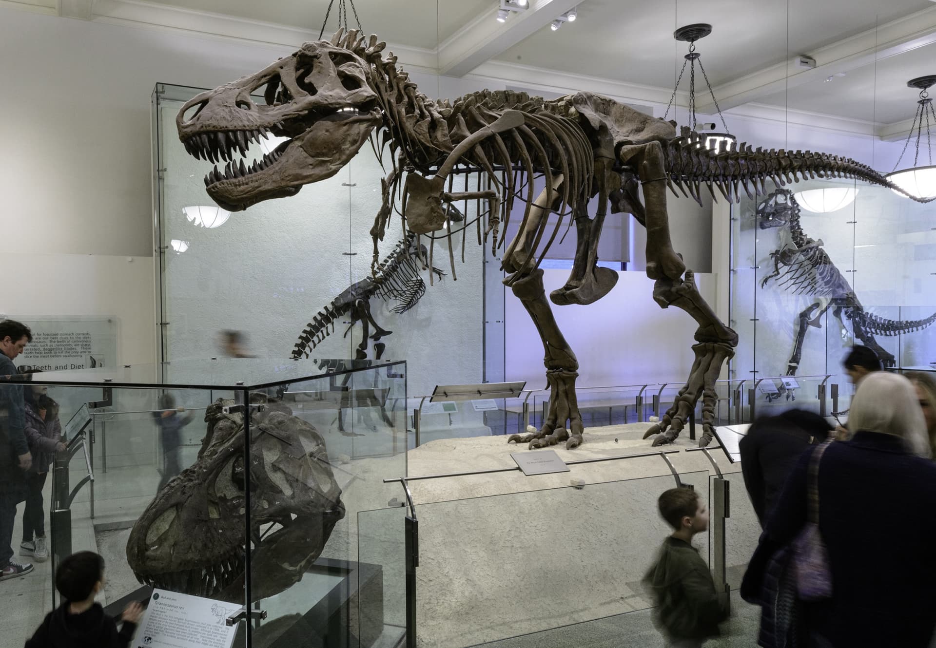 American Museum of Natural History Ticket - მთავარი სურათი