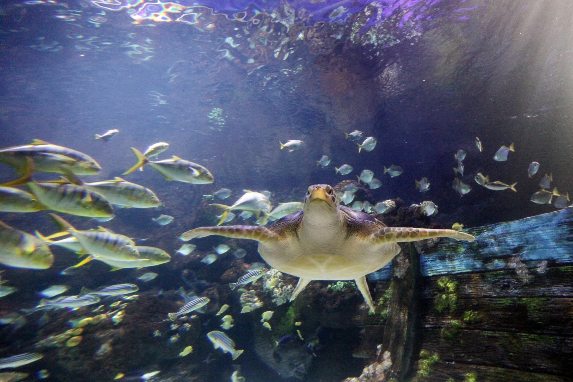 SEA LIFE Timmendorfer Strand Aquarium Ticket - სურათი 8