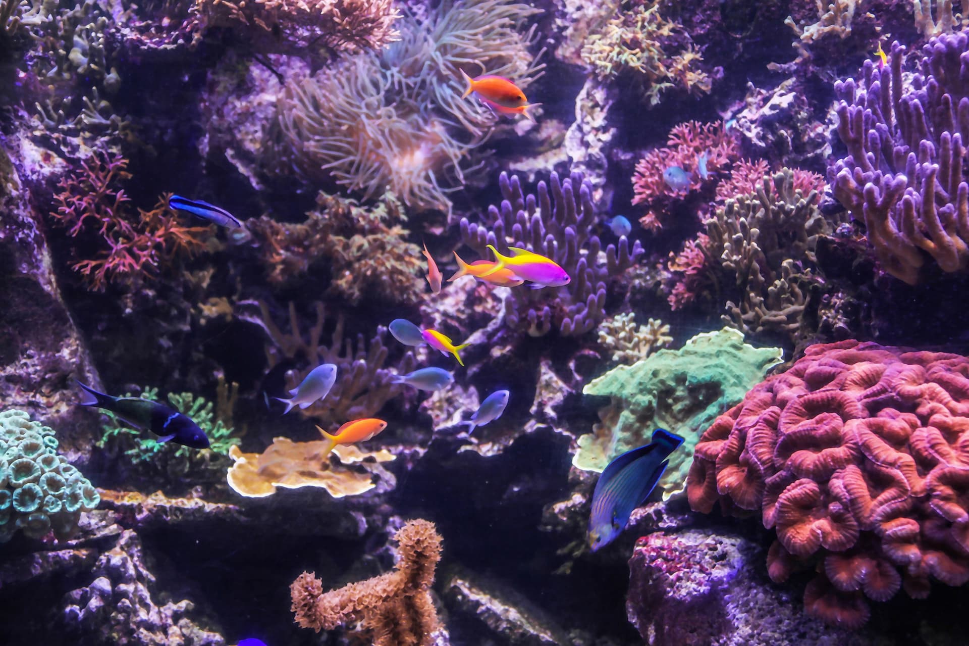 SEA LIFE Hannover Aquarium Ticket - სურათი 7