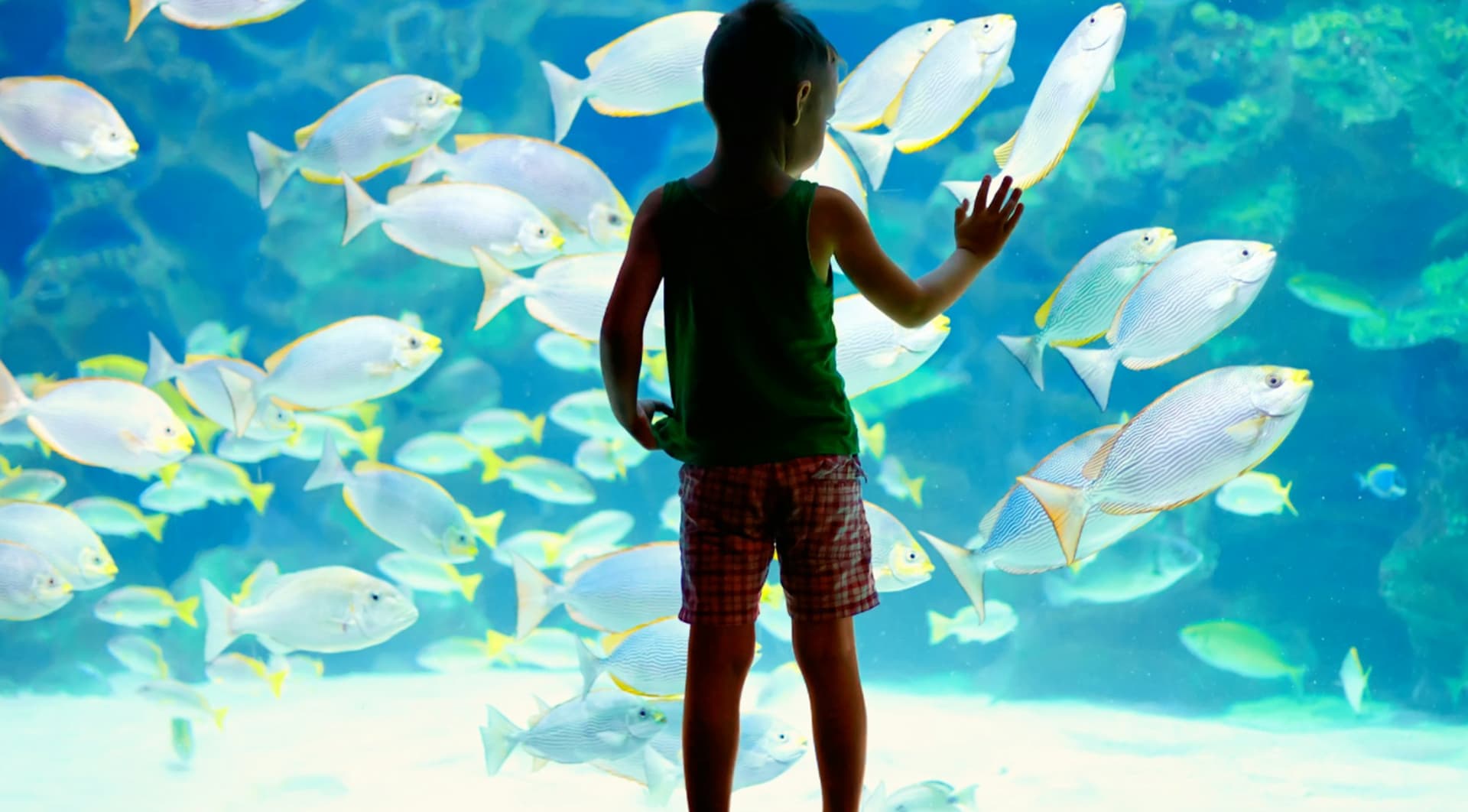 Lanzarote Aquarium Ticket - სურათი 4