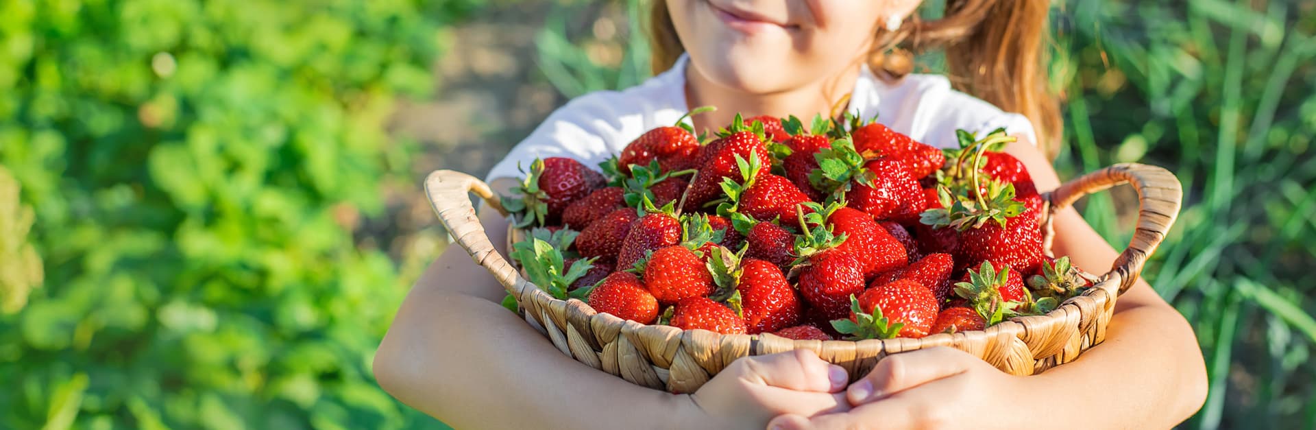Strawberry Picking, Vivaldi Park, and Eobi Ice Valley Full-Day Tour from Seoul - სურათი 4