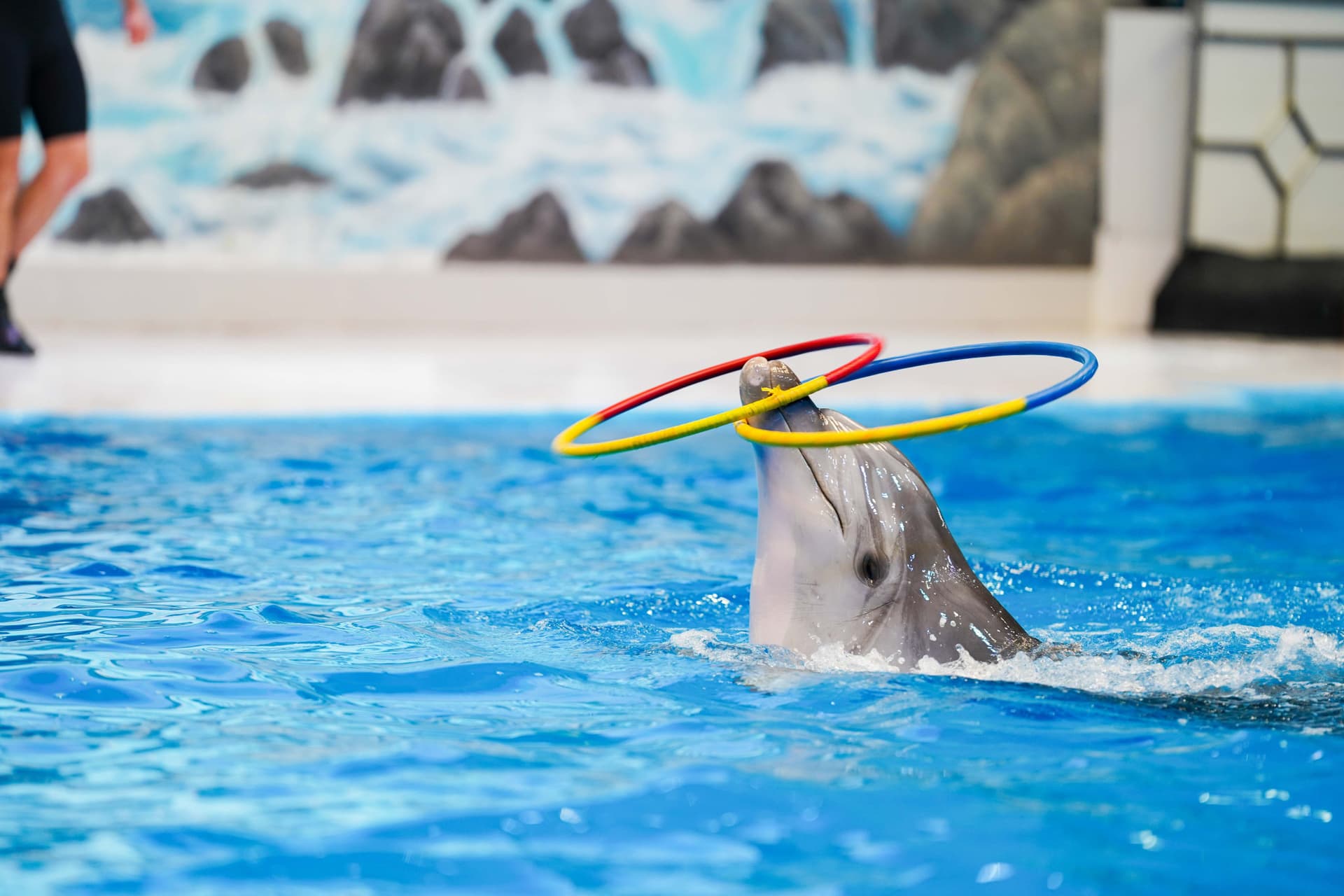 Dubai Dolphinarium Ticket - სურათი 7