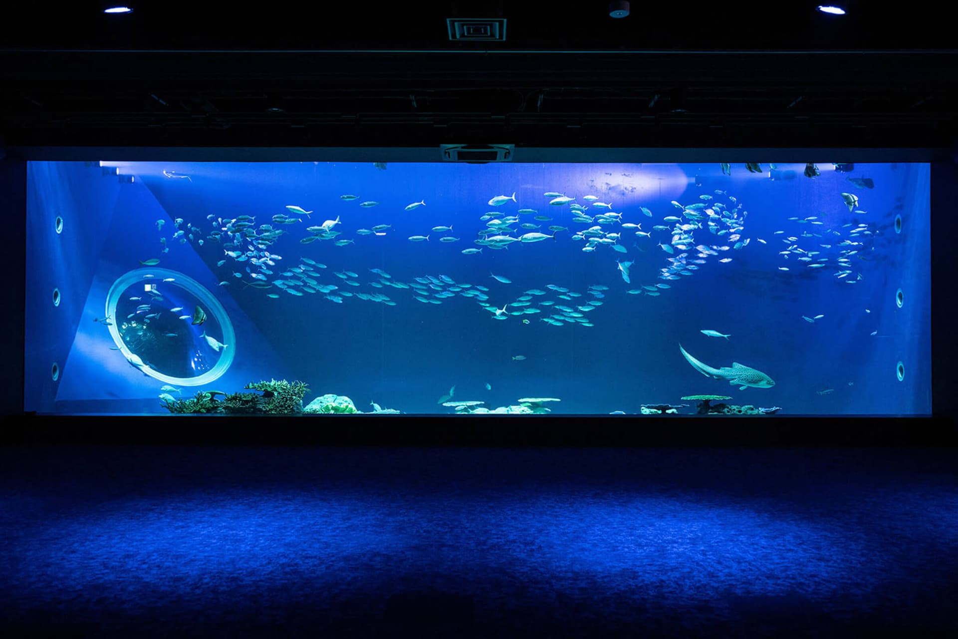 Okinawa DMM Kariyushi Aquarium - სურათი 3