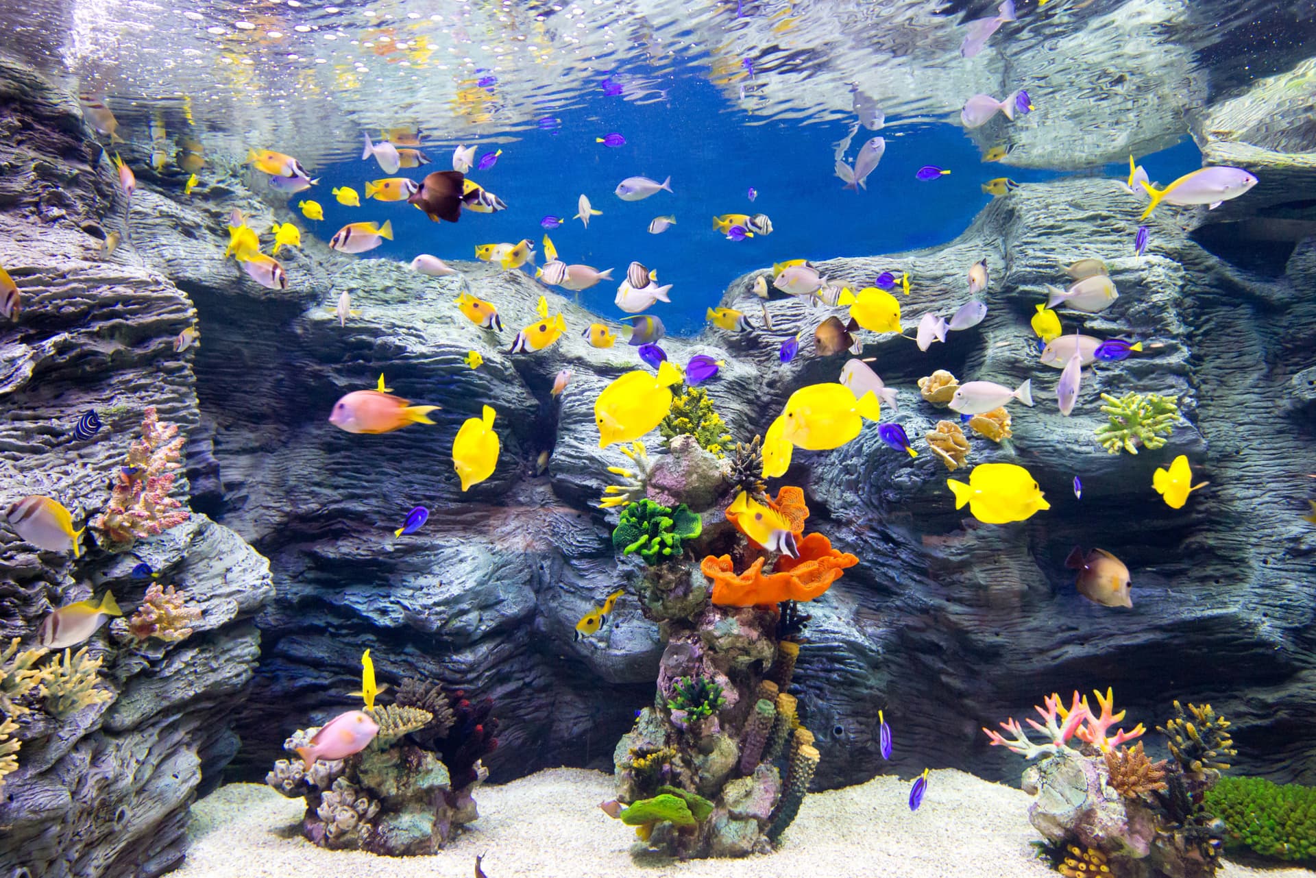 COMBO: Lotte World Adventure Seoul + Lotte World Aquarium + Seoul Sky Observatory Tickets - სურათი 9