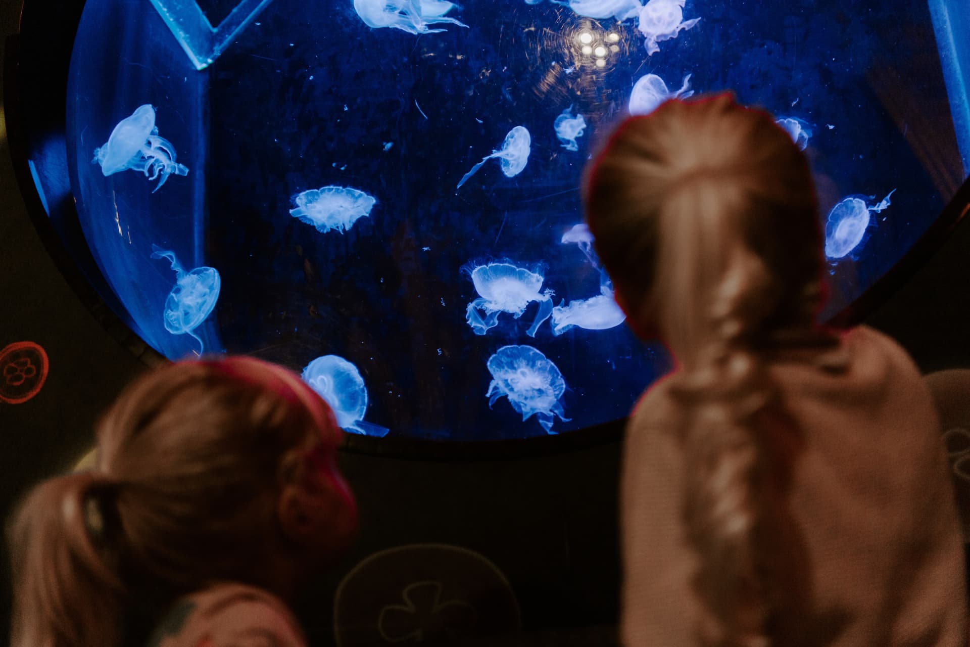 SEA LIFE Brighton Ticket - სურათი 2