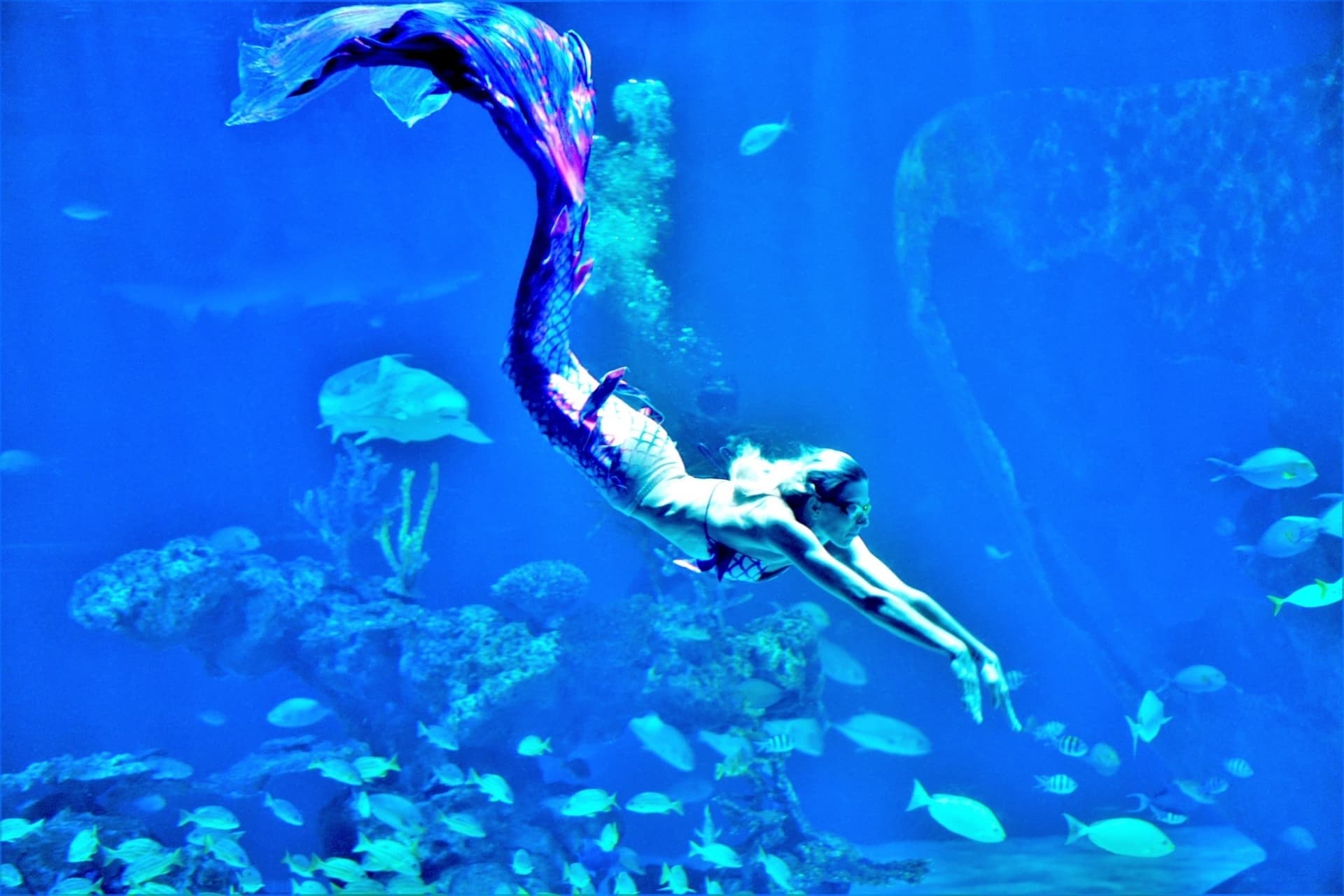 Aquaria Phuket - სურათი 18
