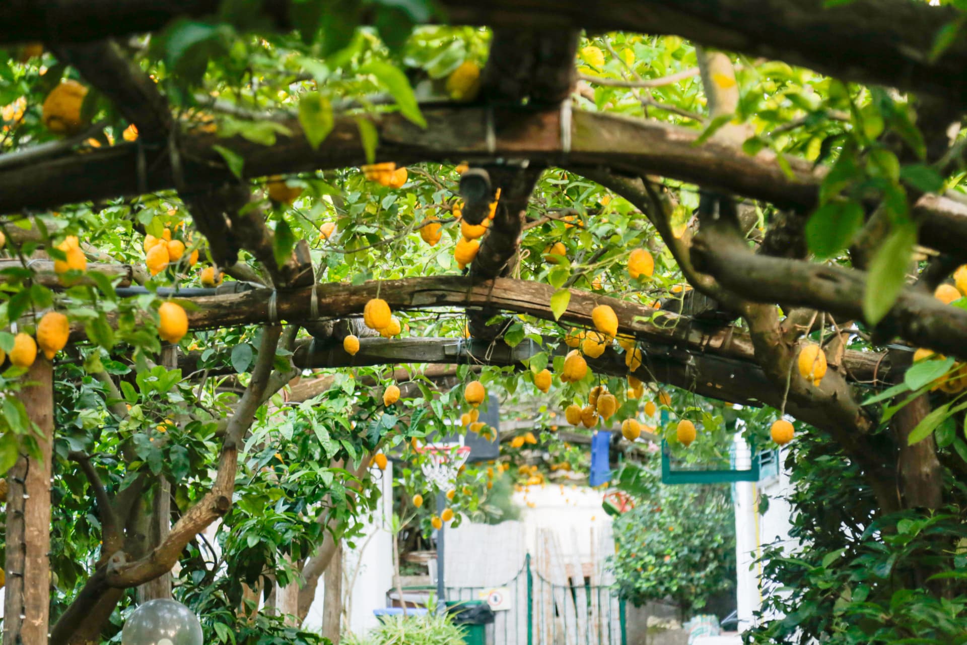 Guided Morning Walking Tour of Sorrento - სურათი 5