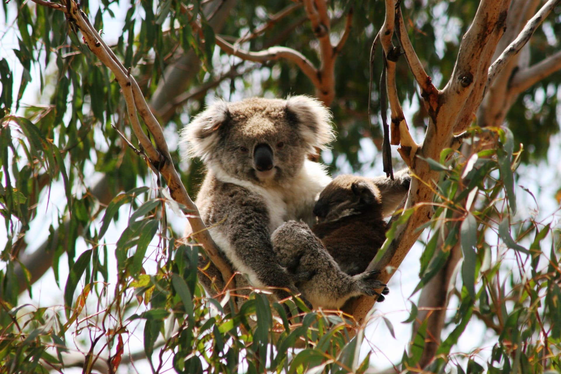Phillip Island Nature Parks - Koala Conservation Reserve Ticket - მთავარი სურათი