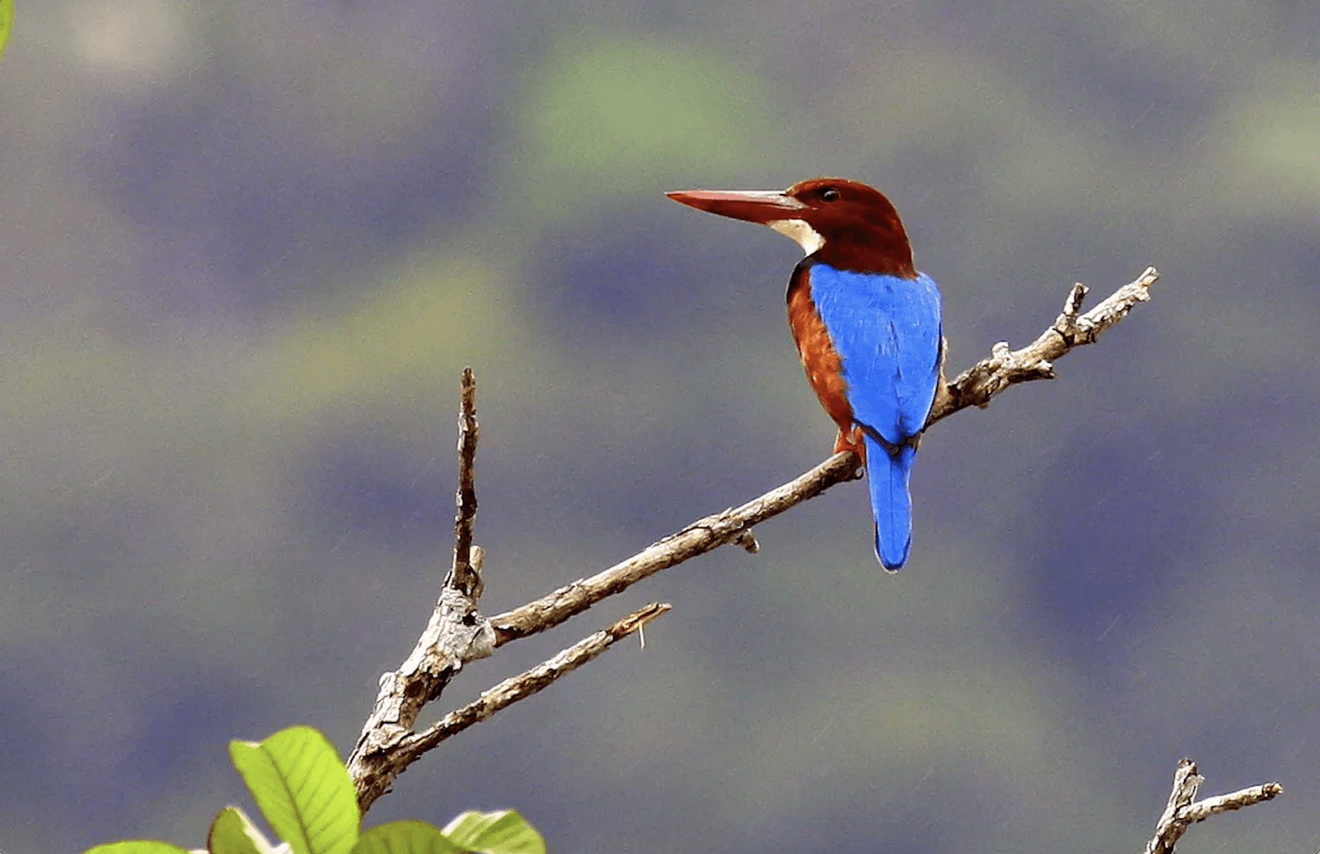 Desaru Coast Birdwatching Experience - სურათი 5