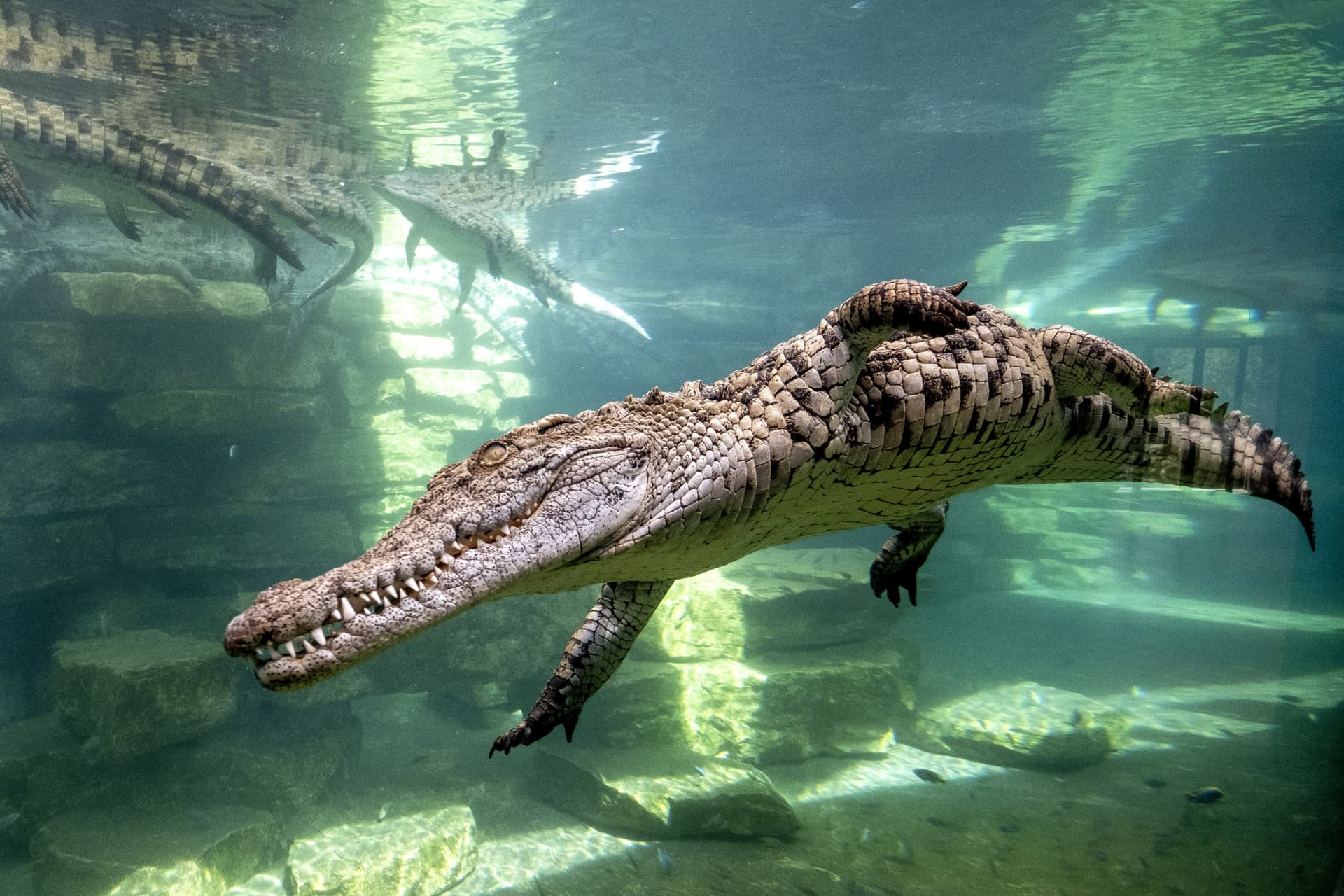 Dubai Crocodile Park - სურათი 2