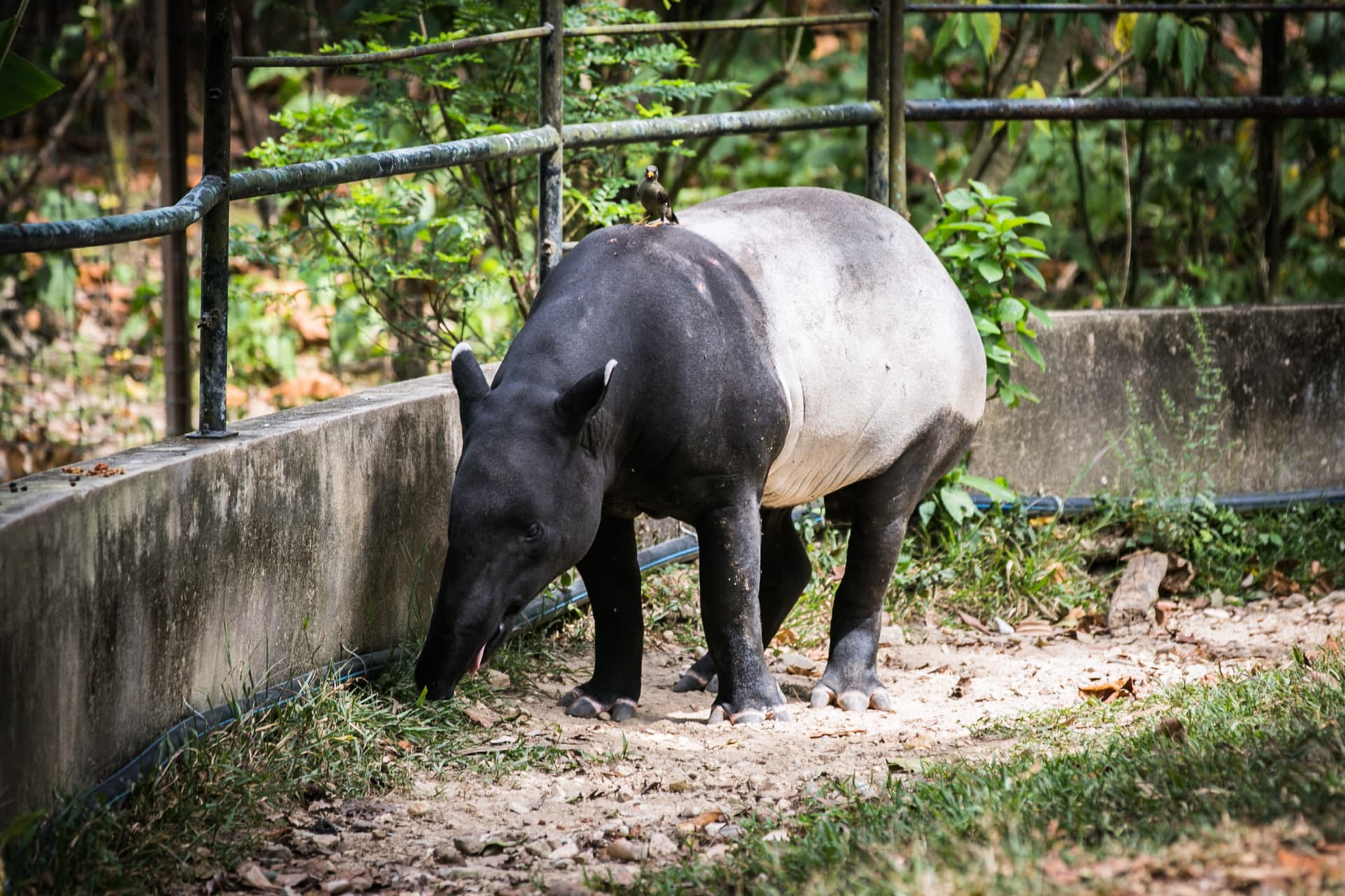 Zoo Negara Malaysia & Panda Conservation Centre Ticket - სურათი 9