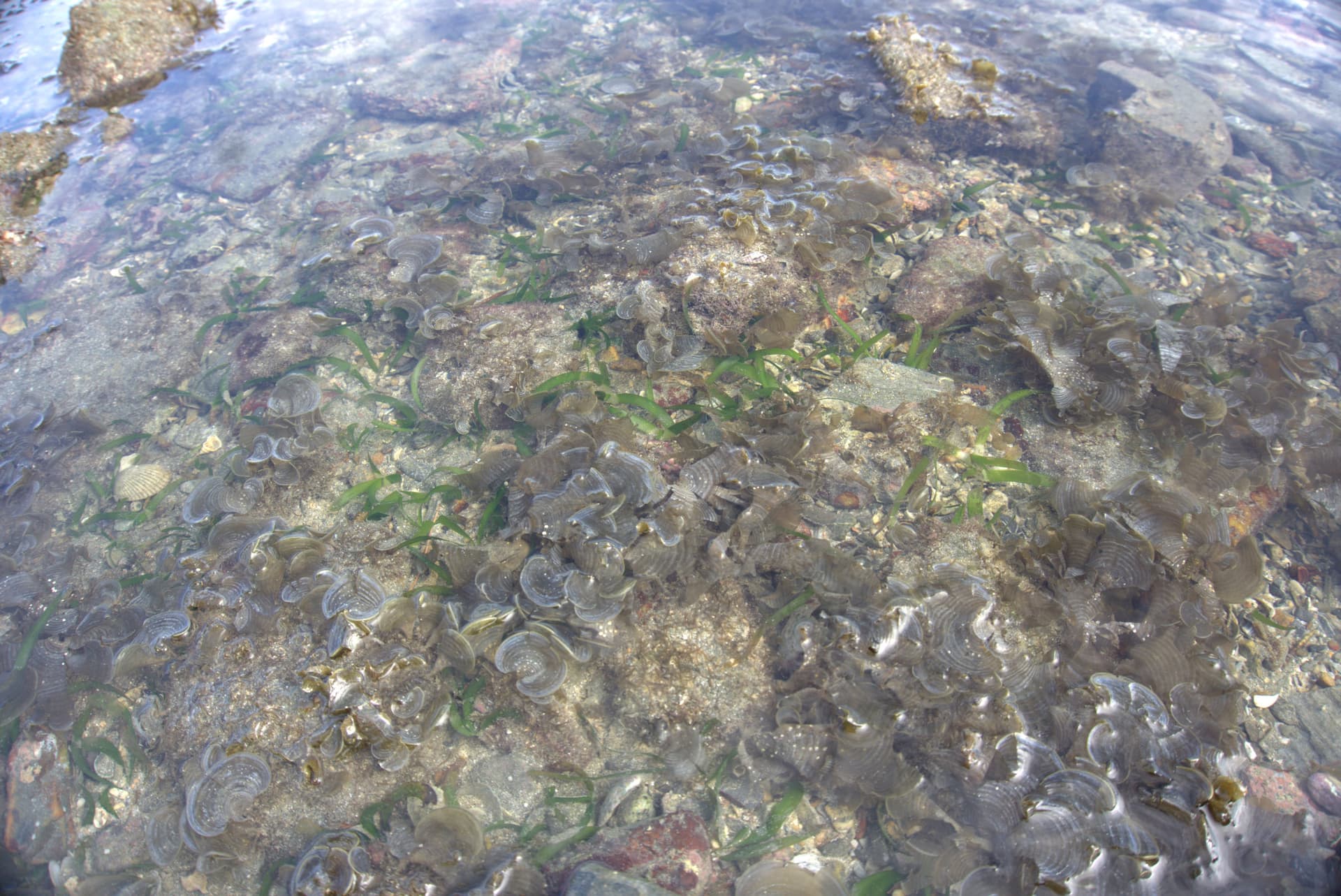 Desaru Beach and Tide Pool Walk - სურათი 31