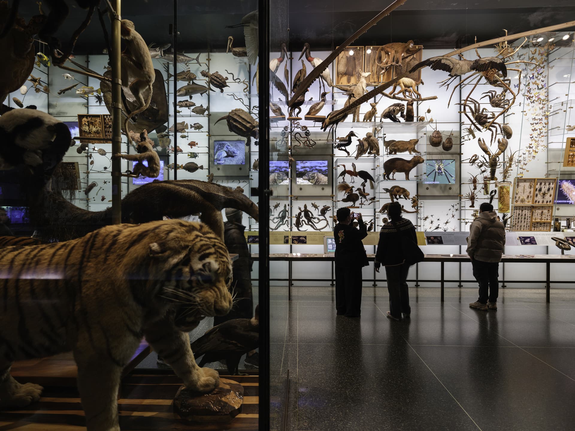 American Museum of Natural History Ticket - სურათი 4